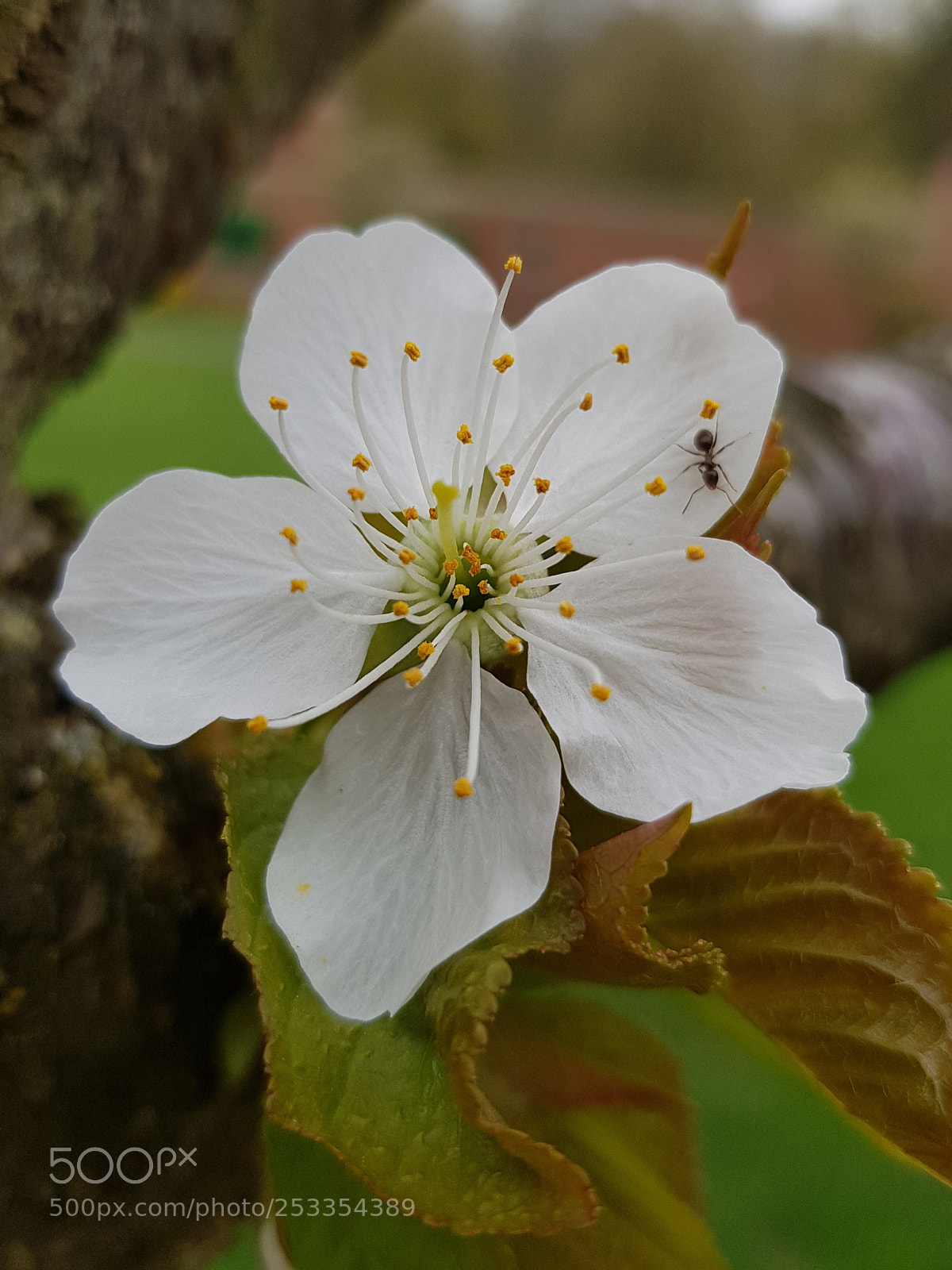 Samsung Galaxy S8+ sample photo. Untitled photography