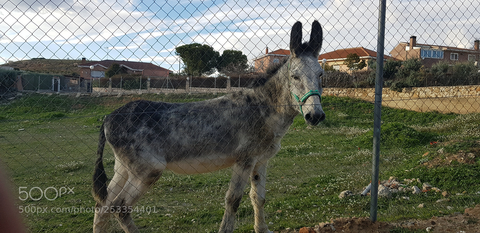 Samsung Galaxy S8+ sample photo. Donkey photography