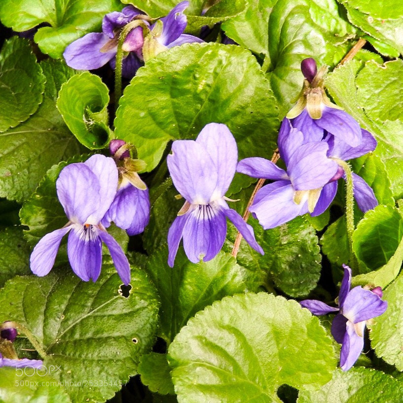 Nikon Coolpix P610 sample photo. Violets photography