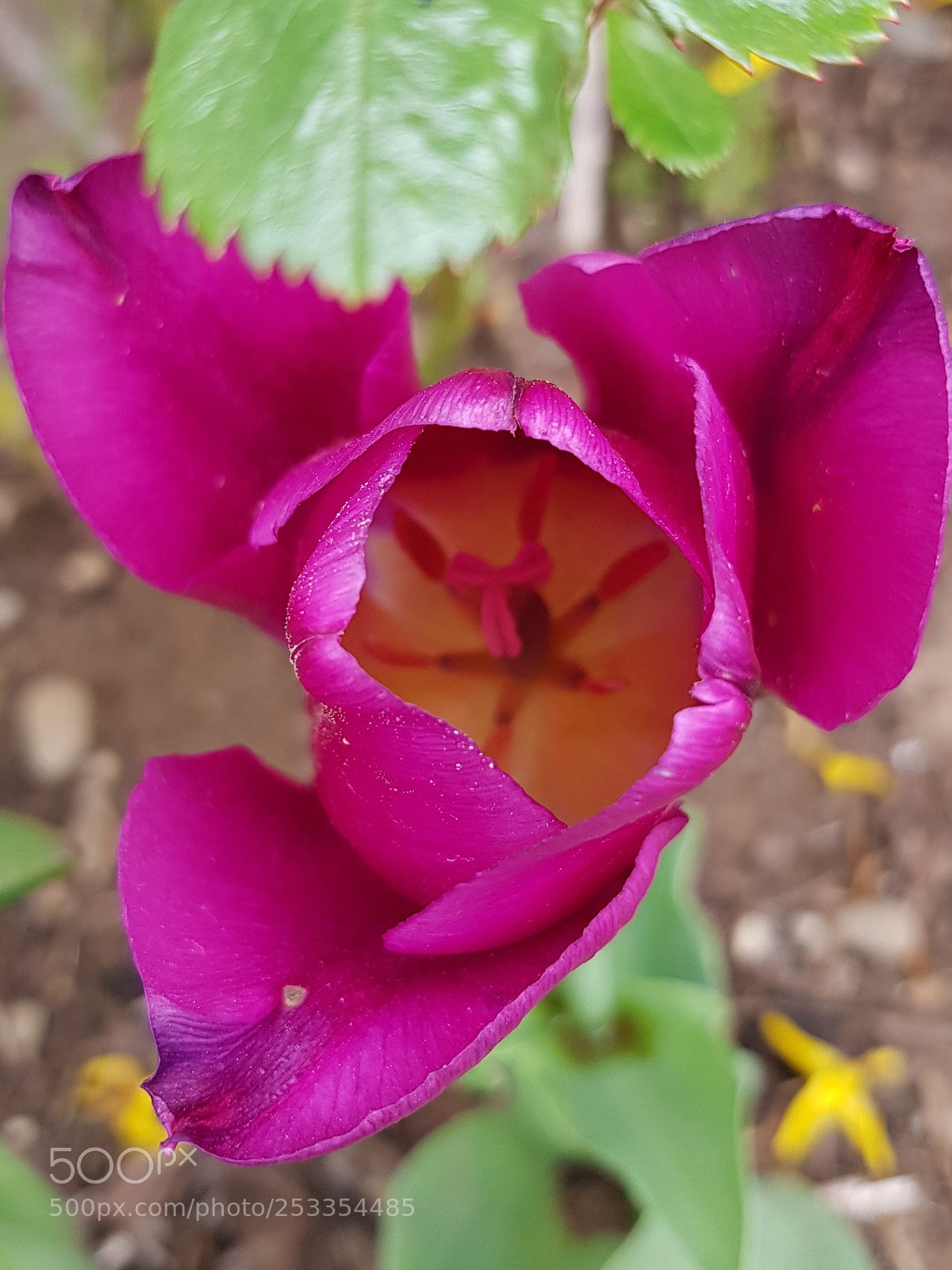Samsung Galaxy S8+ sample photo. Untitled photography
