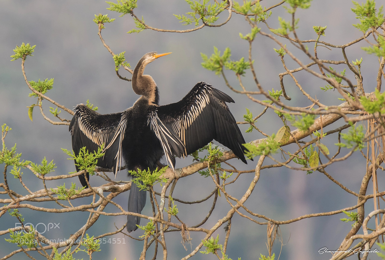 Canon EOS 7D Mark II sample photo. The darter photography