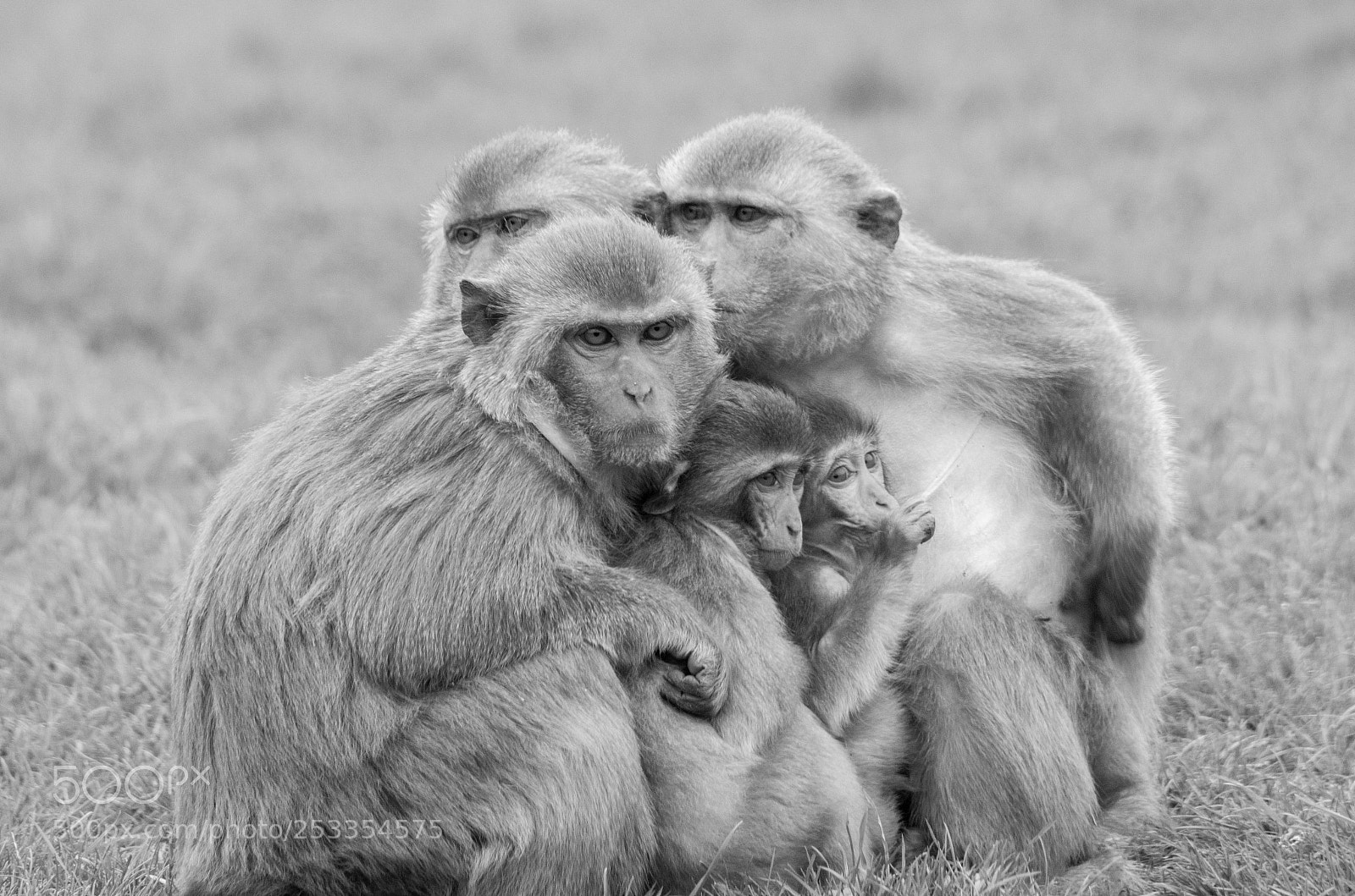 Pentax K-30 sample photo. Rhesus macaque family photography