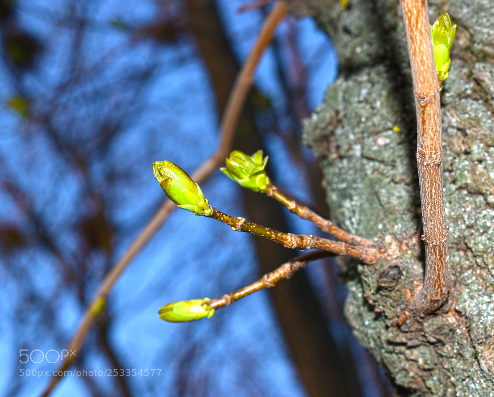 Nikon D5600 sample photo. Новая жизнь photography