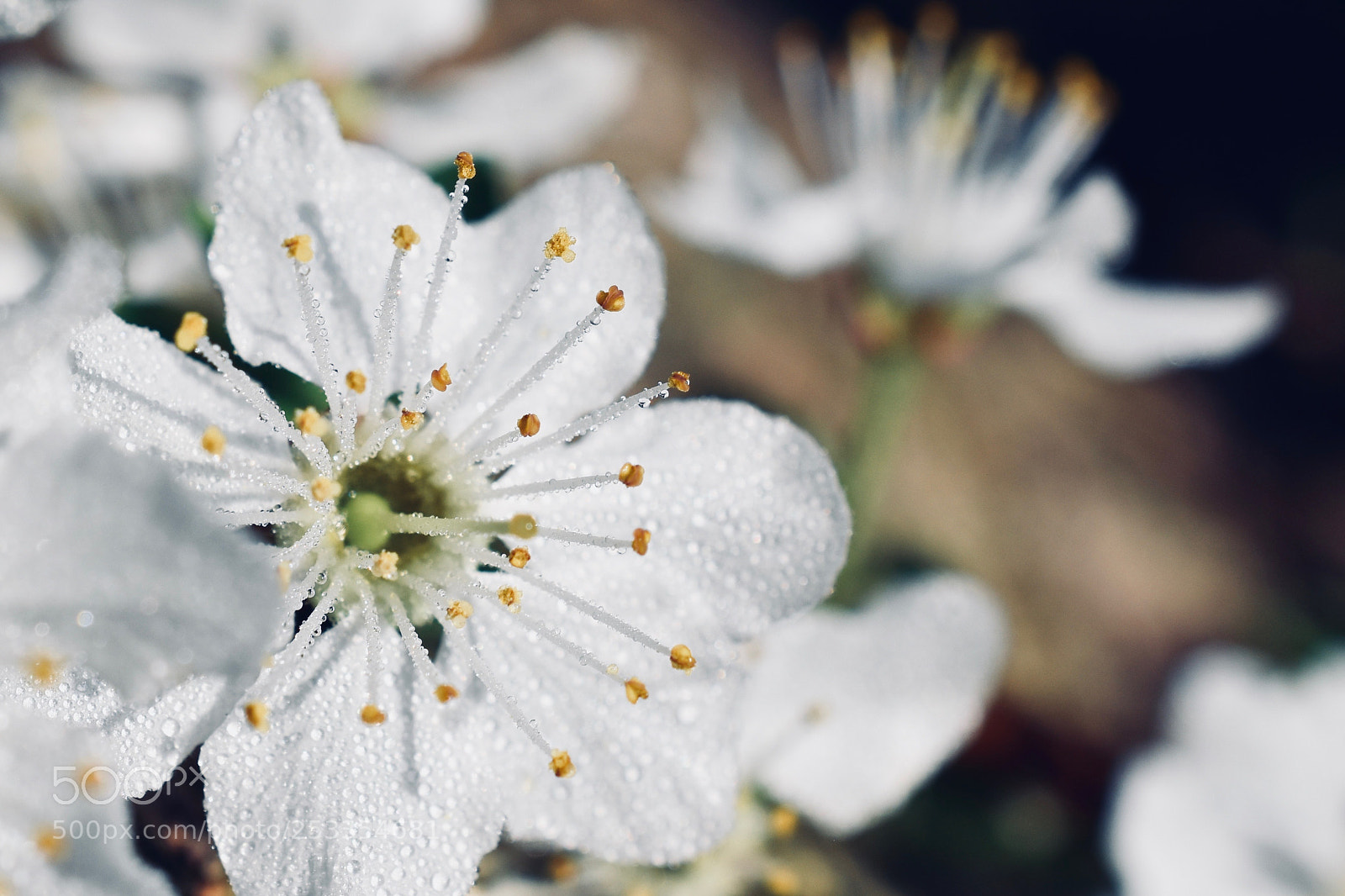 Nikon D5600 sample photo. ::: photography