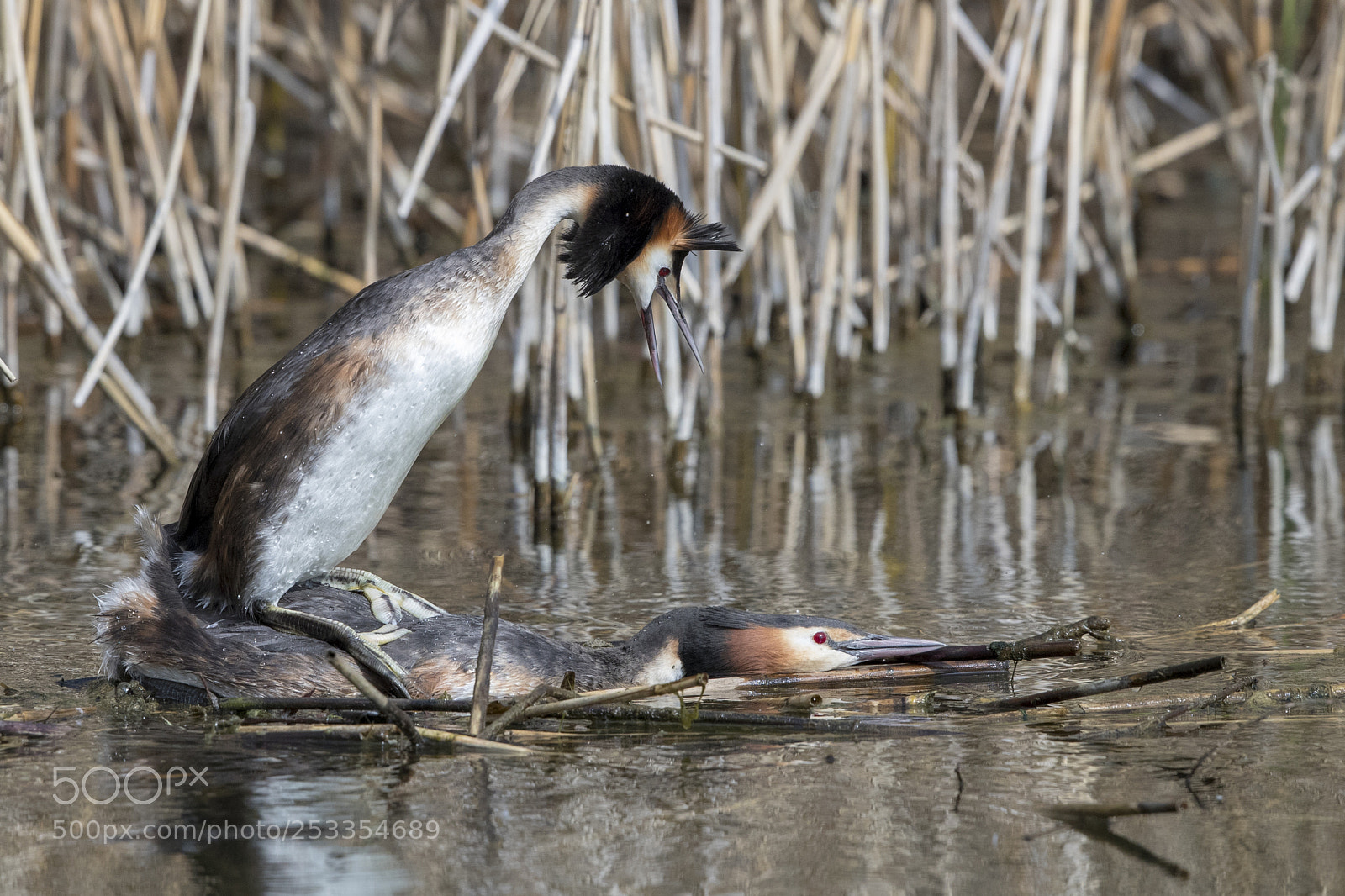 Canon EOS-1D X Mark II sample photo. Great crested grebe photography