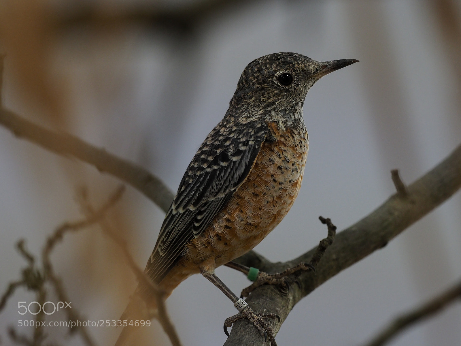 Olympus OM-D E-M1 Mark II sample photo. Common rock thrush monticola photography