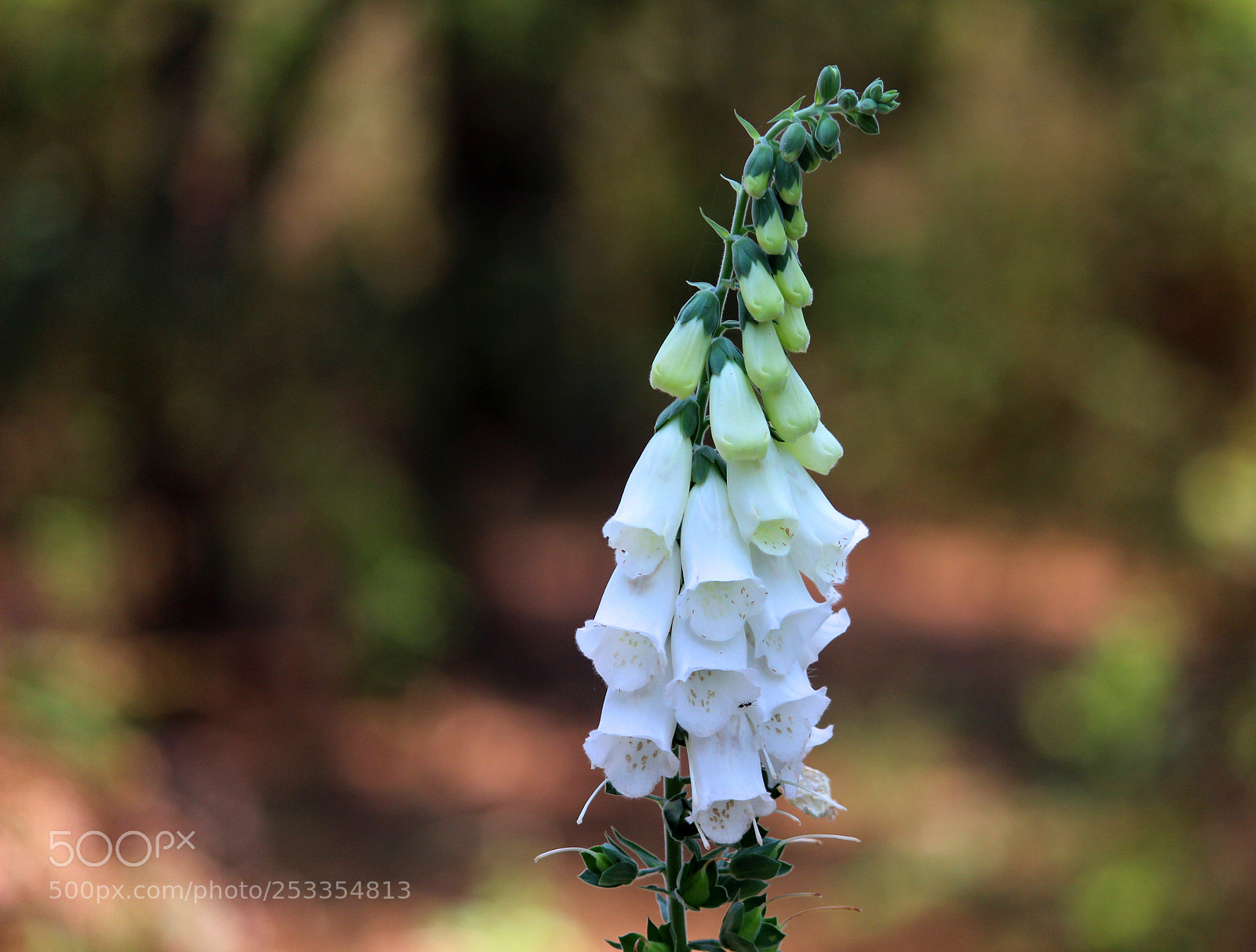 Canon EOS 600D (Rebel EOS T3i / EOS Kiss X5) sample photo. Foxgloves photography