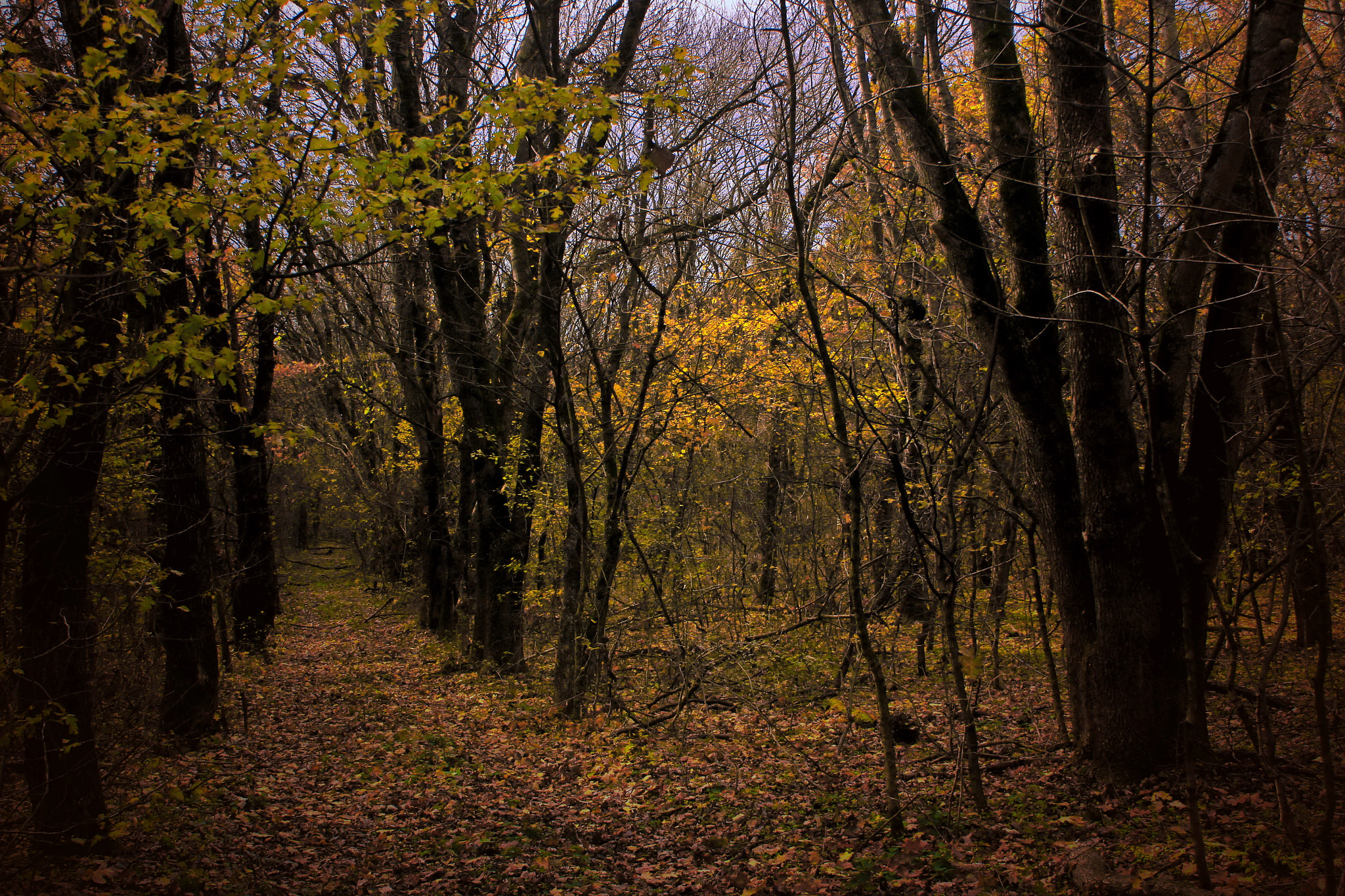 Canon EOS 550D (EOS Rebel T2i / EOS Kiss X4) sample photo. Autumn forest photography