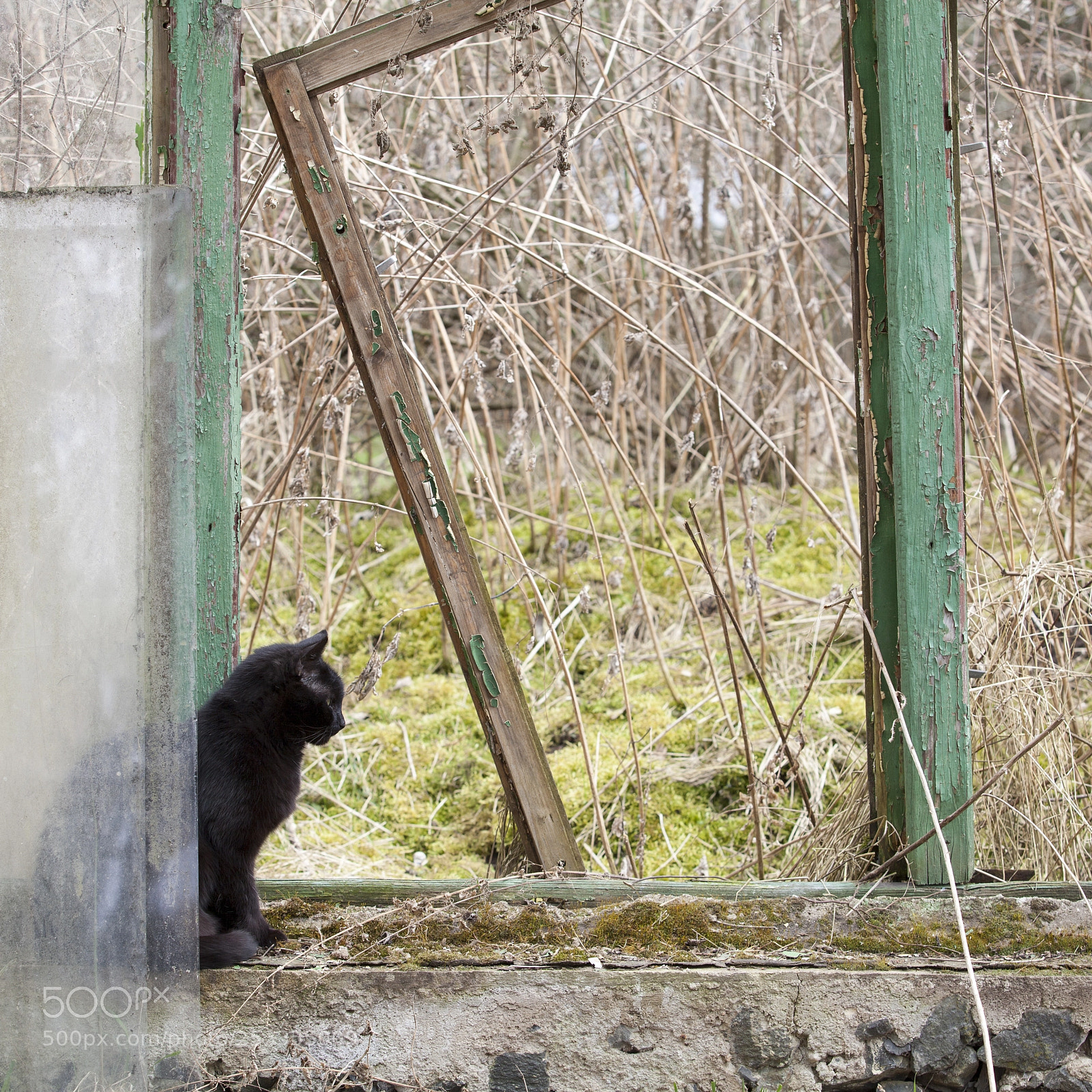 Canon EOS 5D Mark II sample photo. Cat in a broken photography