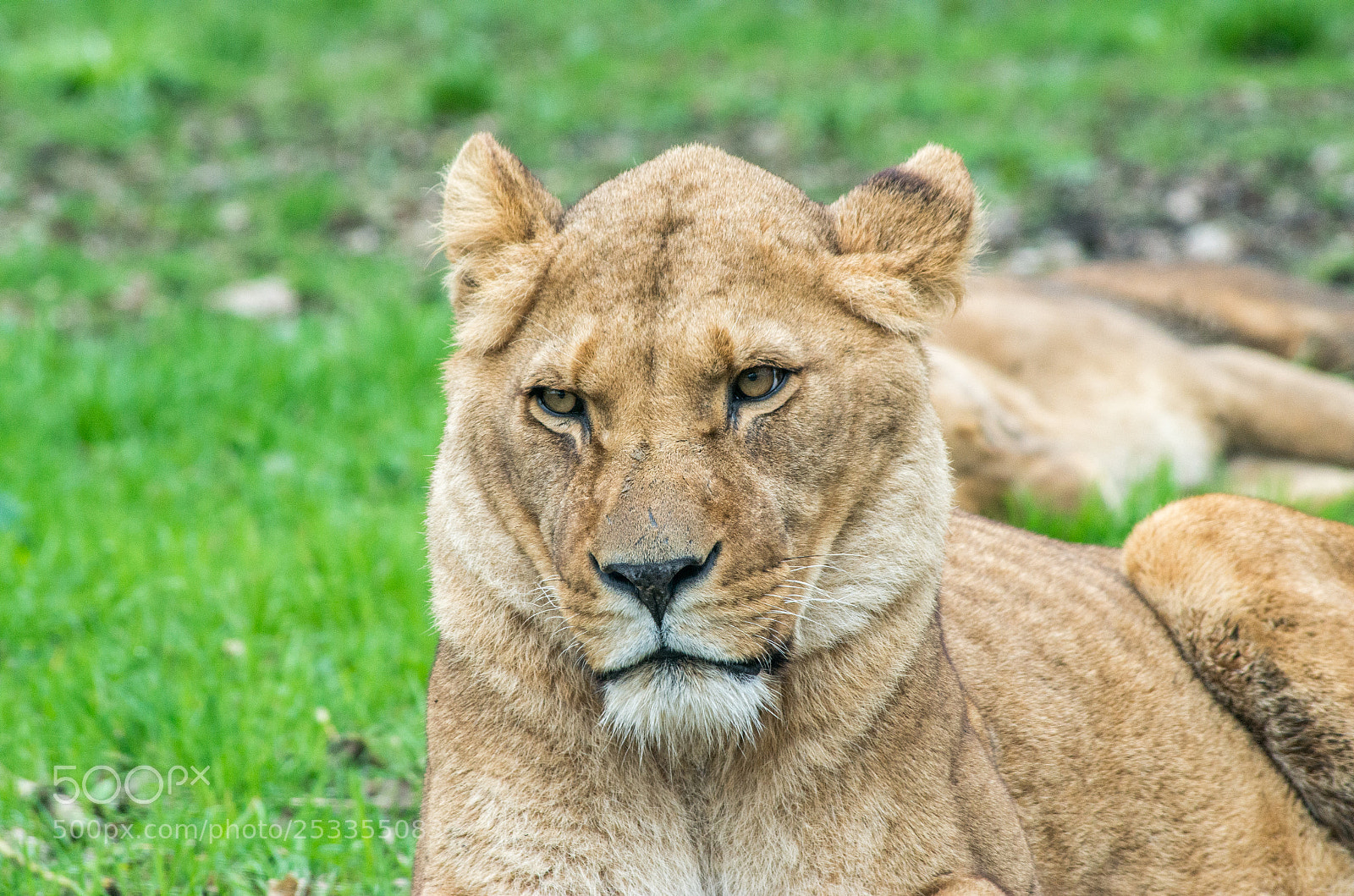 Pentax K-30 sample photo. Lioness photography