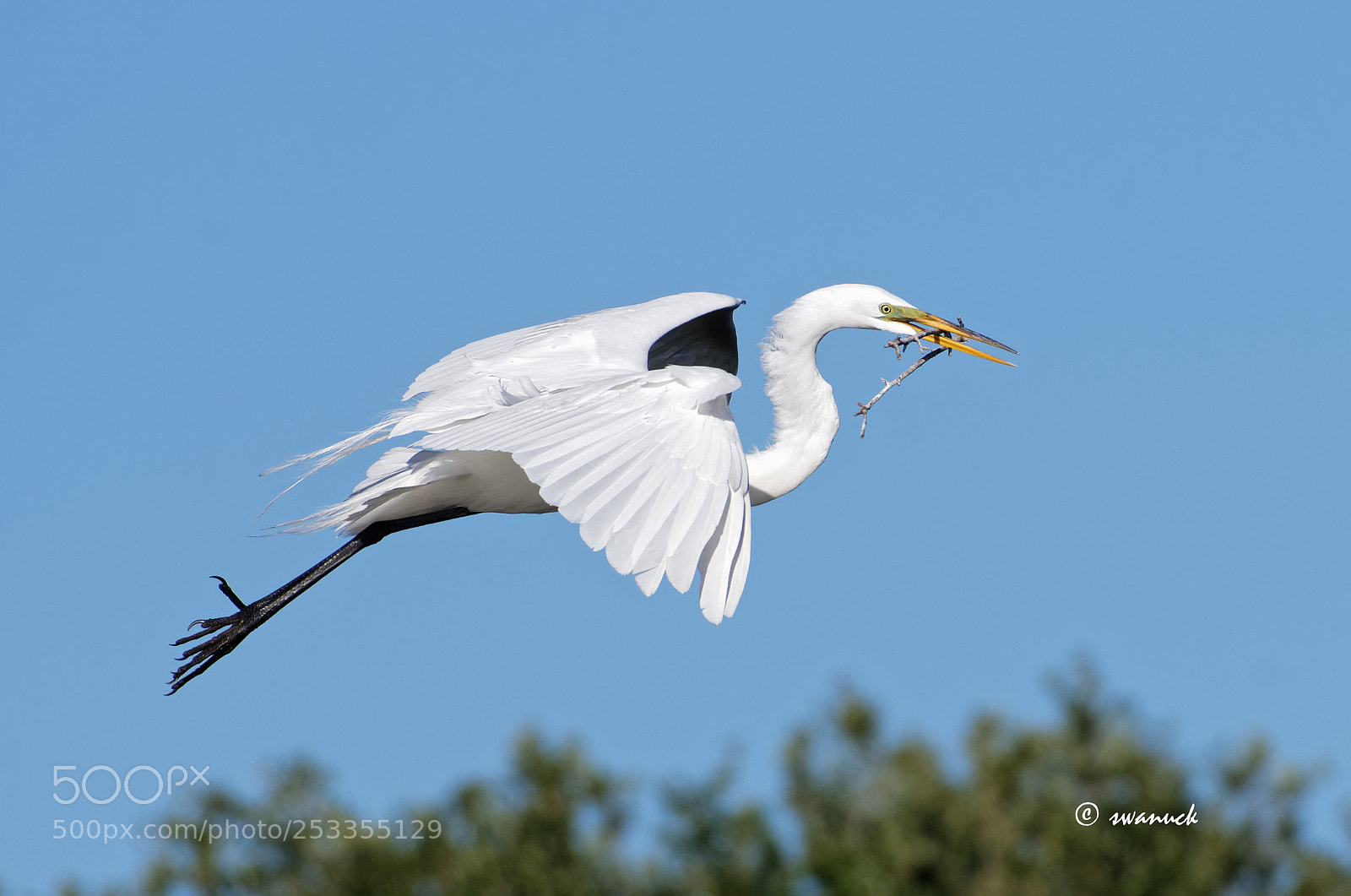 Nikon D500 sample photo. White egret photography
