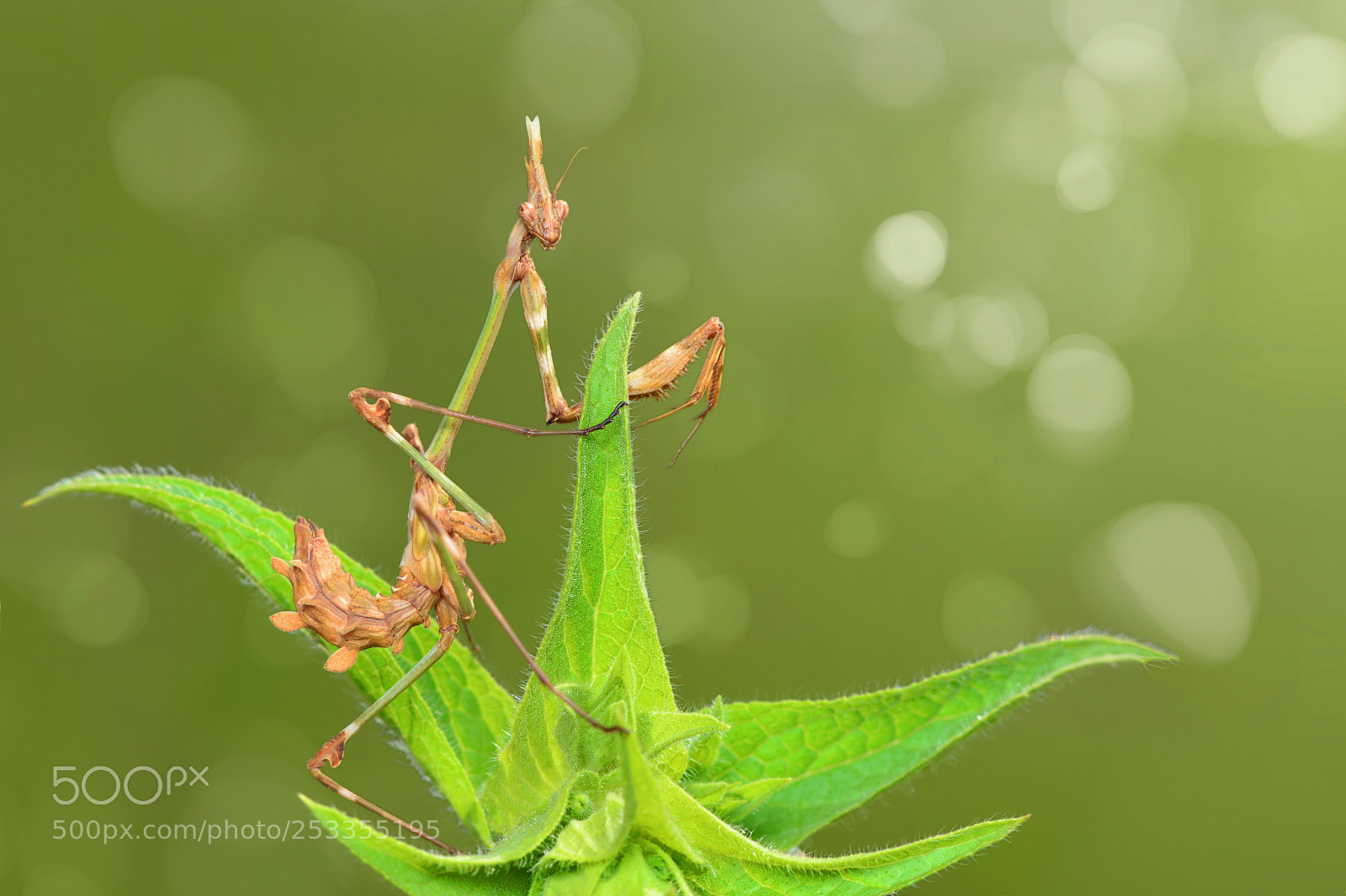 Nikon D7100 sample photo. Alien photography