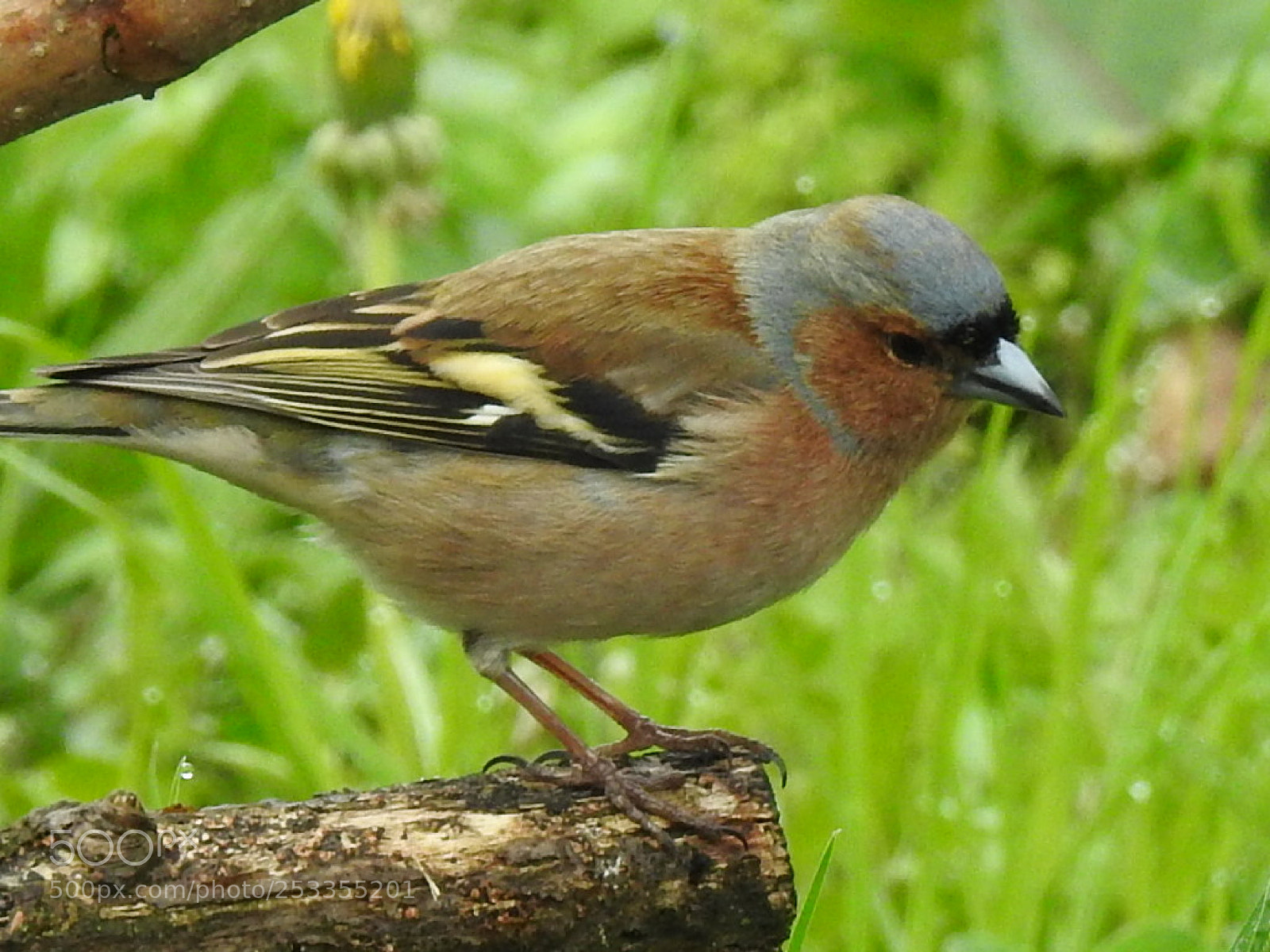 Nikon Coolpix P900 sample photo. Finch photography