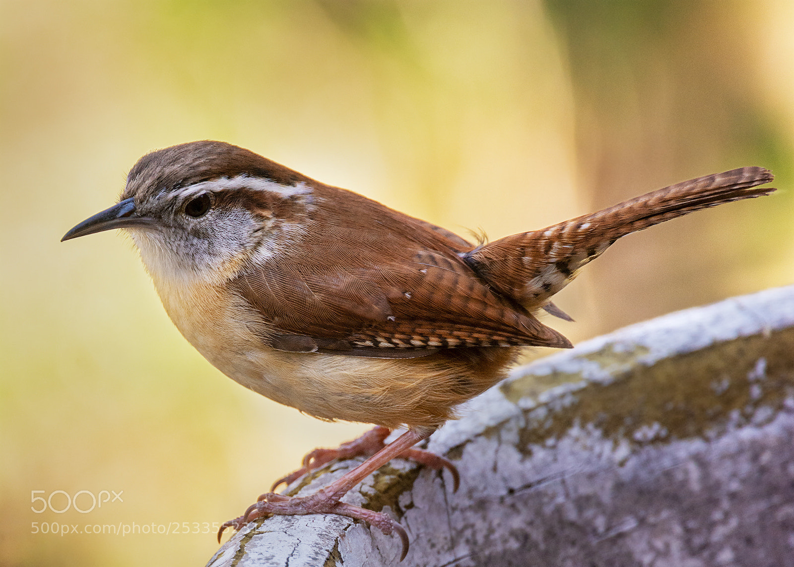 Nikon D7100 sample photo. Small bird, big voice photography