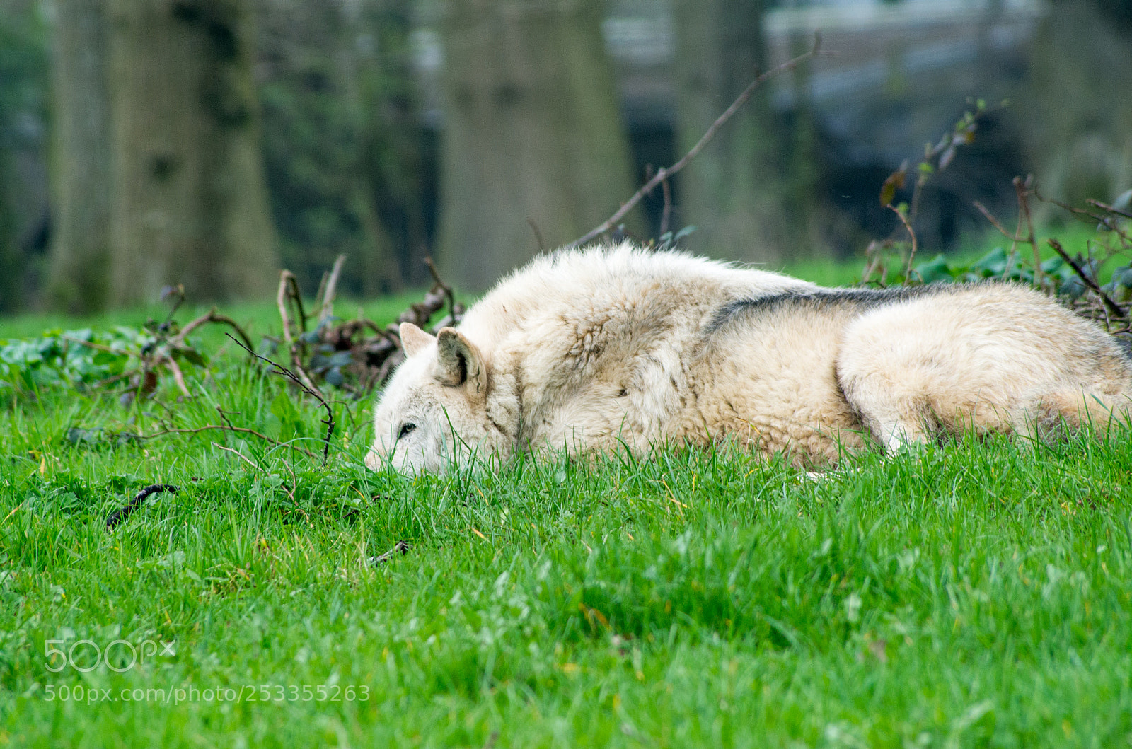 Pentax K-30 sample photo. Sleeping wolf photography