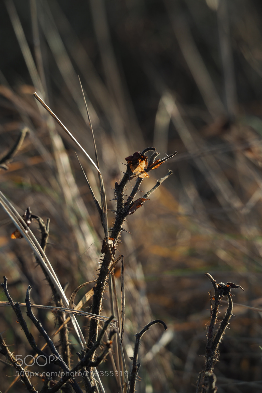 Olympus OM-D E-M5 II sample photo. Evening impressions photography