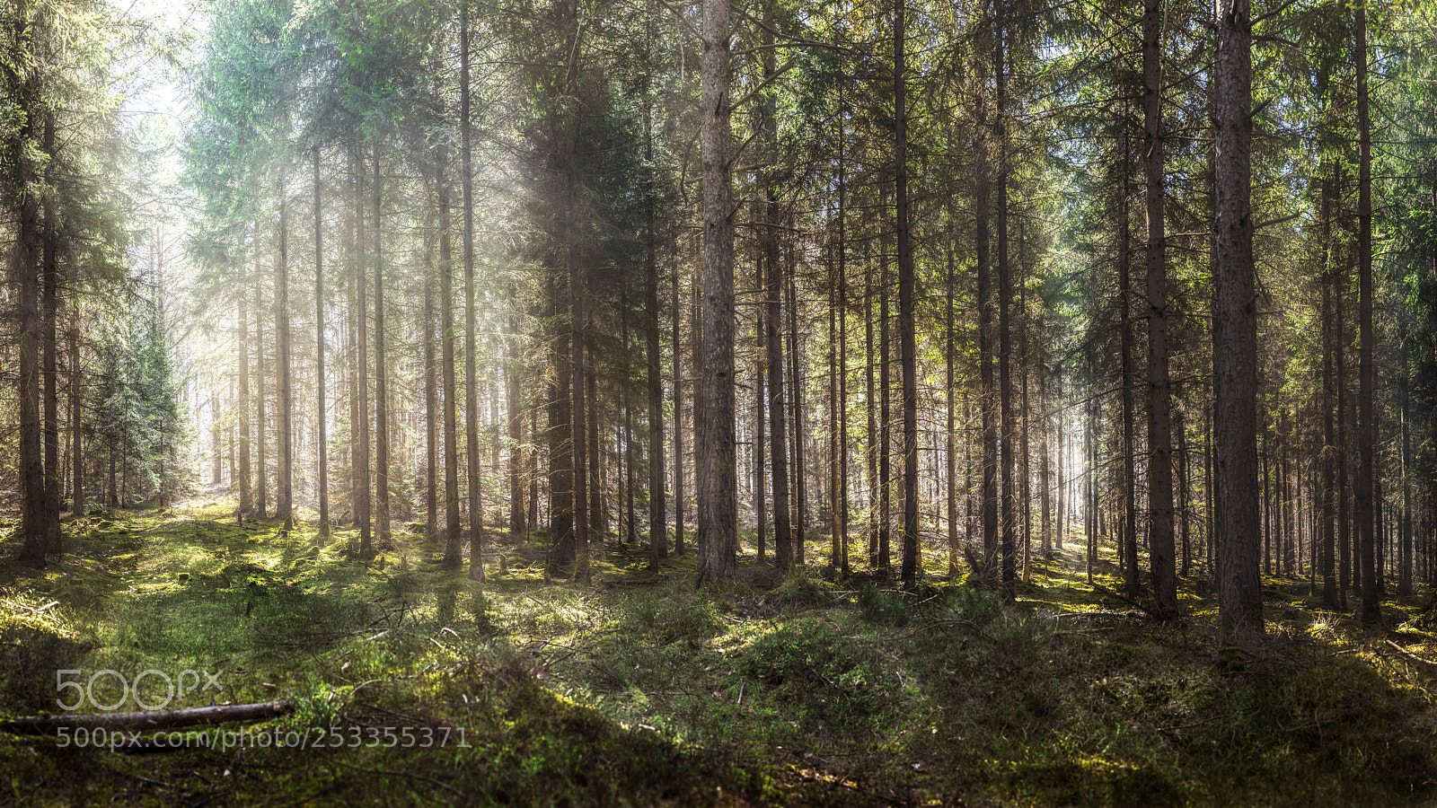 Nikon D750 sample photo. Wild coniferous forest photography