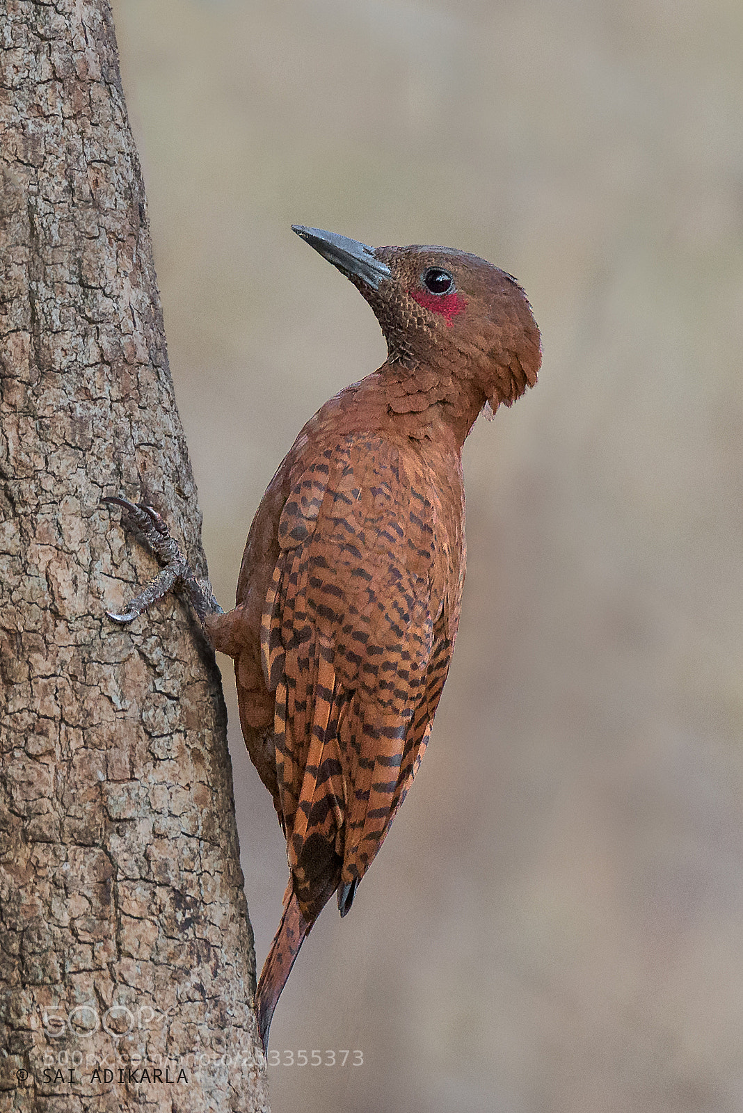 Nikon D610 sample photo. Rufous woodpecker photography