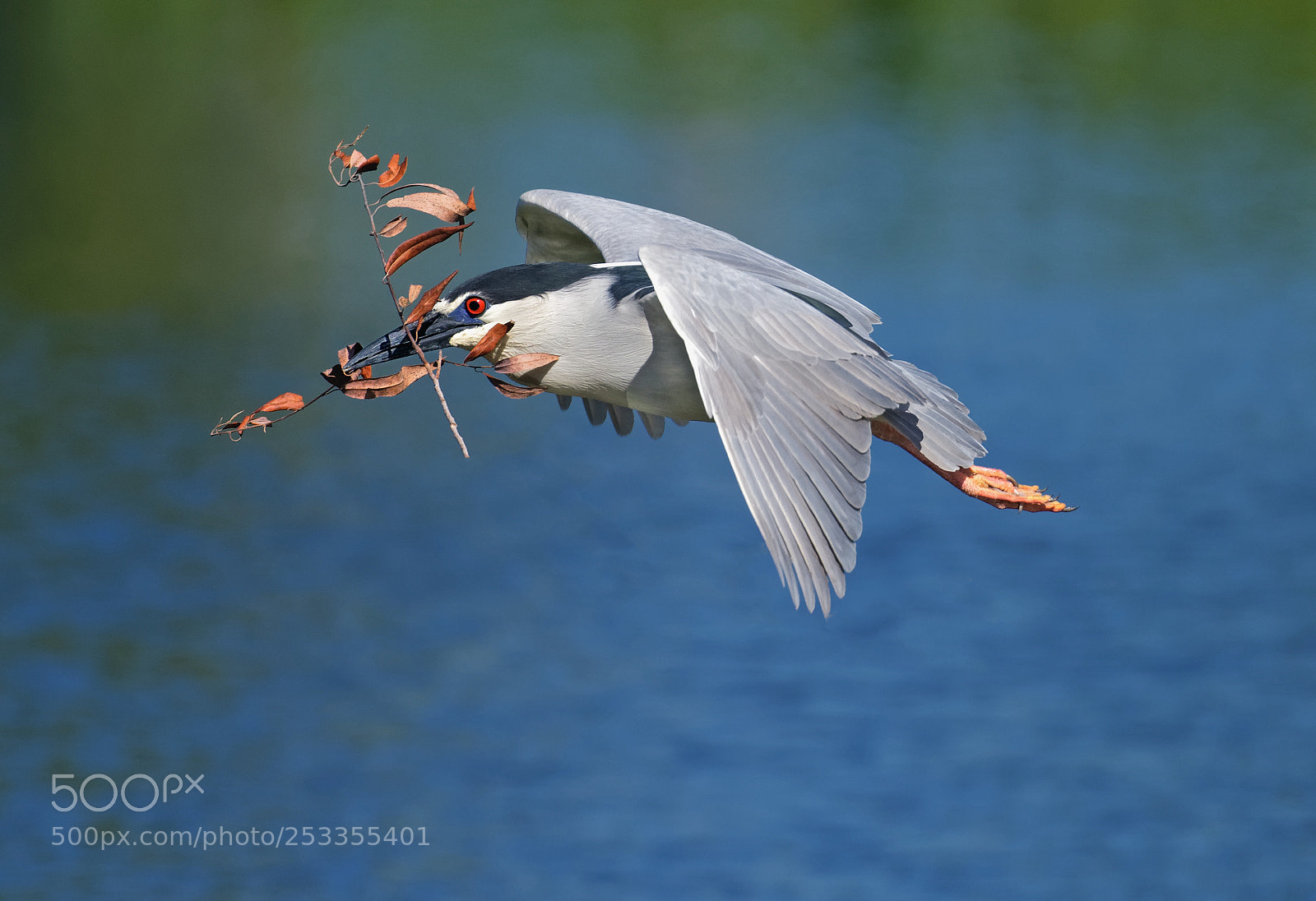 Nikon D500 sample photo. Night heron photography