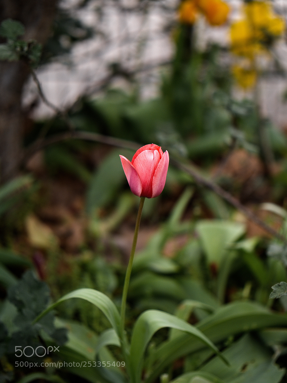 Panasonic Lumix DC-GH5 sample photo. *** photography