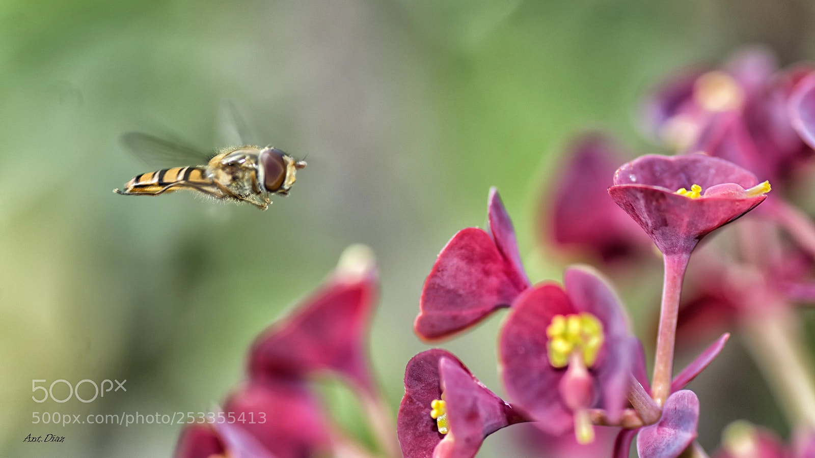 Nikon D7100 sample photo. Cernidora photography