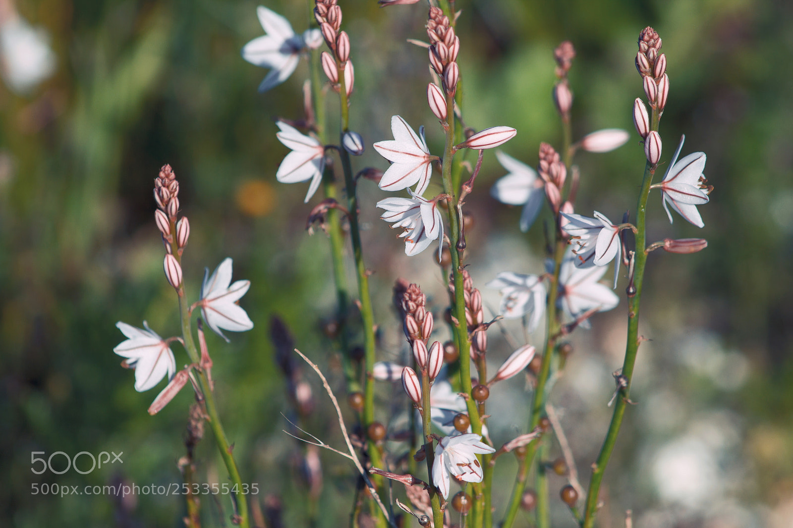 Canon EOS 60D sample photo. Untitled photography
