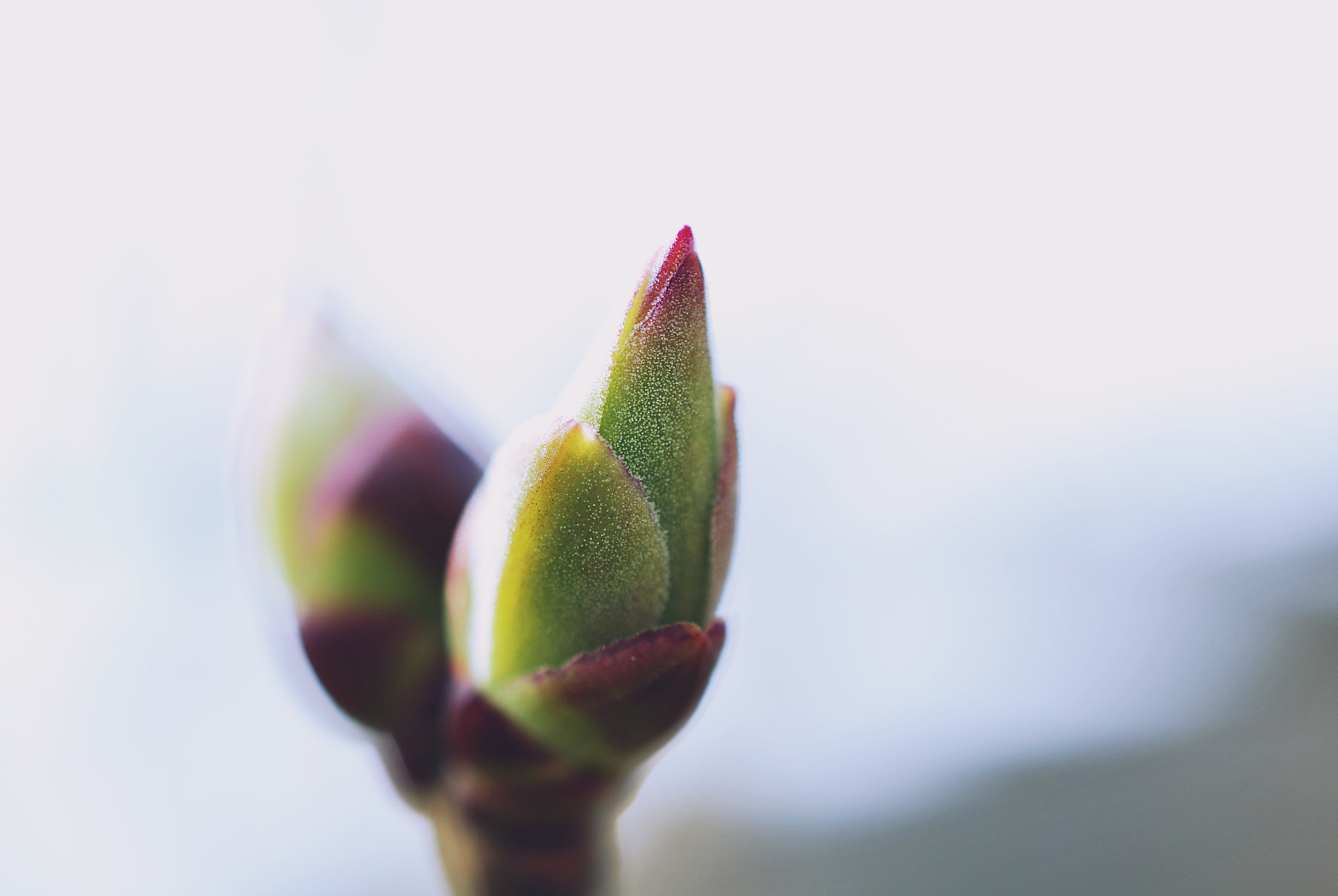 Nikon AF-S DX Micro Nikkor 40mm F2.8 sample photo. Everything begins to grow photography
