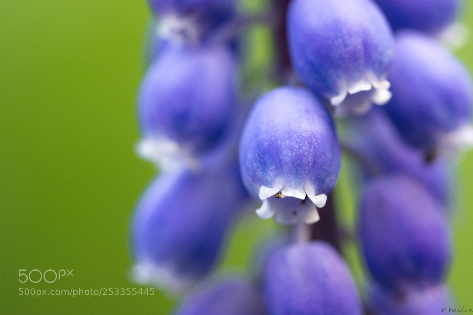 Nikon D7200 sample photo. Small grape hyacinth photography