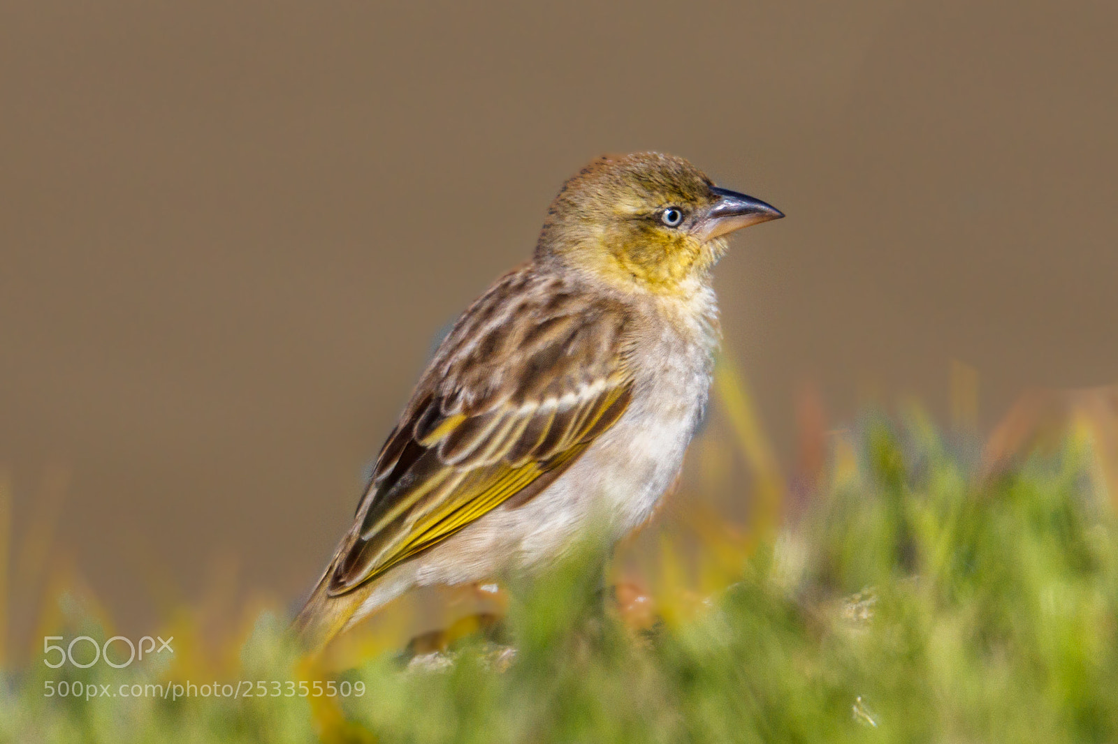 Canon EOS 80D sample photo. Black-headed weaver photography