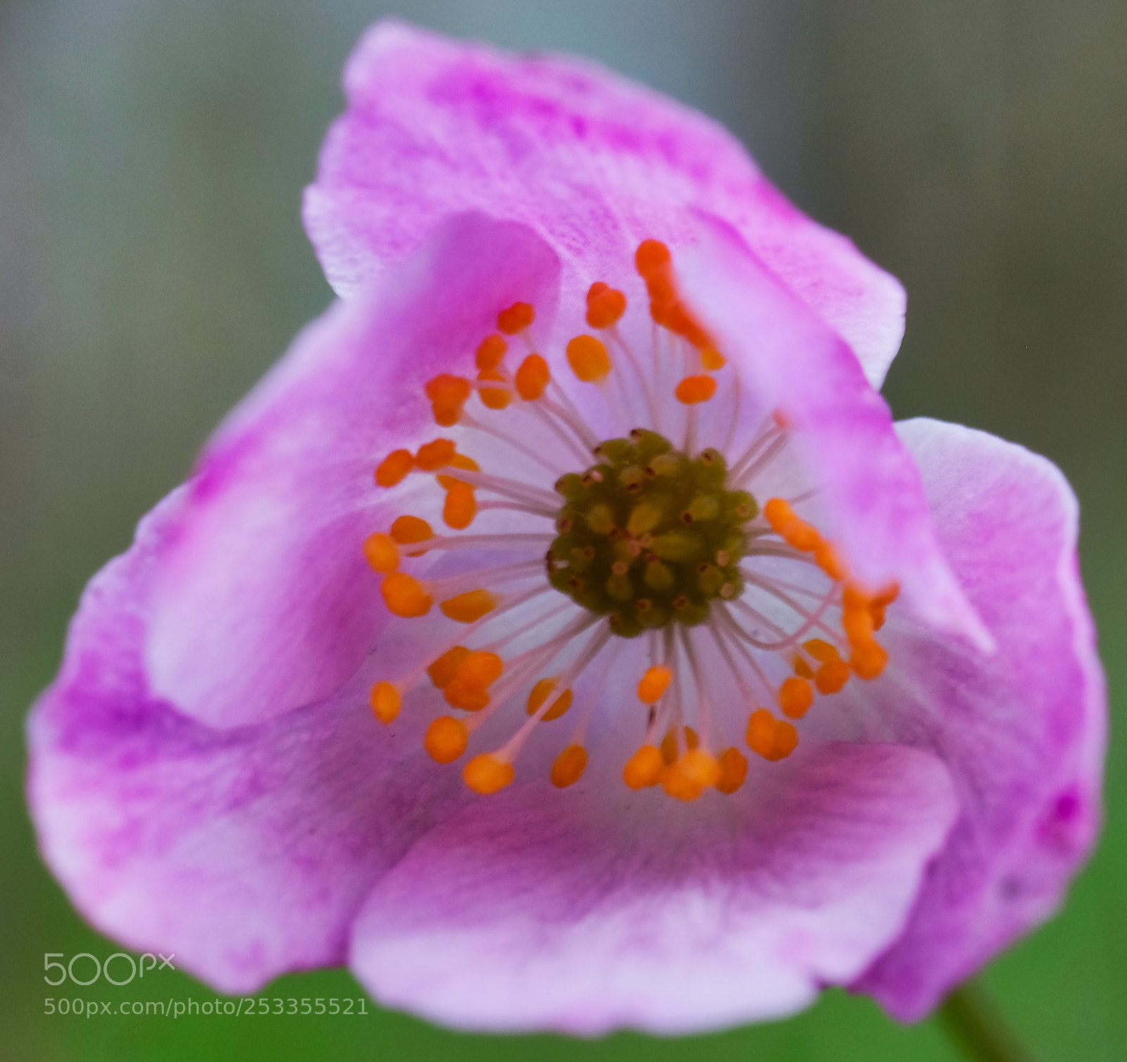 Fujifilm X-T2 sample photo. Violet flower photography