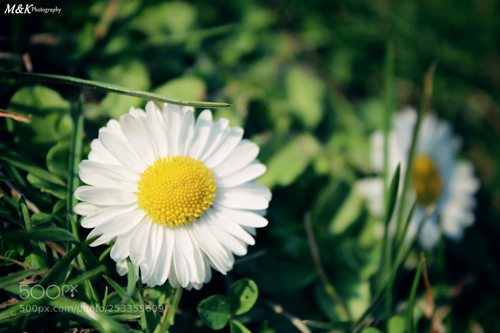 Canon EOS 1300D (EOS Rebel T6 / EOS Kiss X80) sample photo. Daisy photography