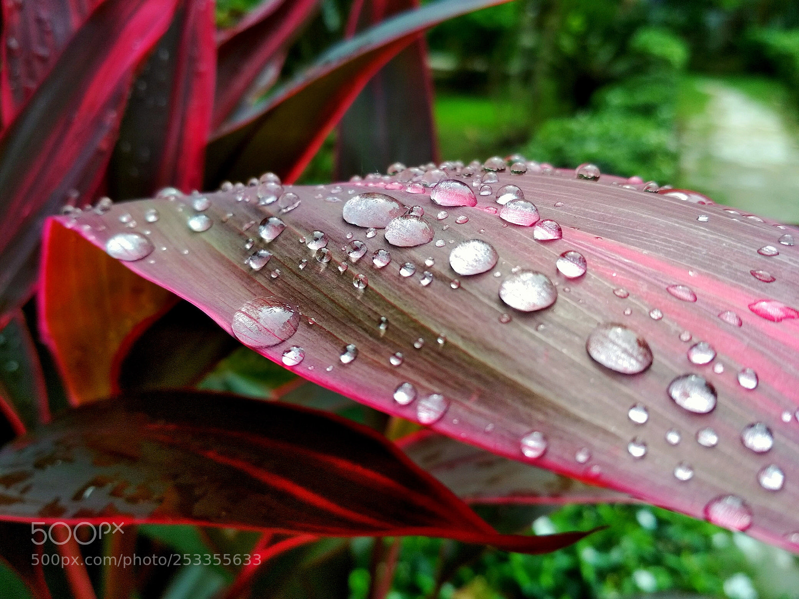 Xiaomi Redmi 4 Pro sample photo. Crystal colors photography