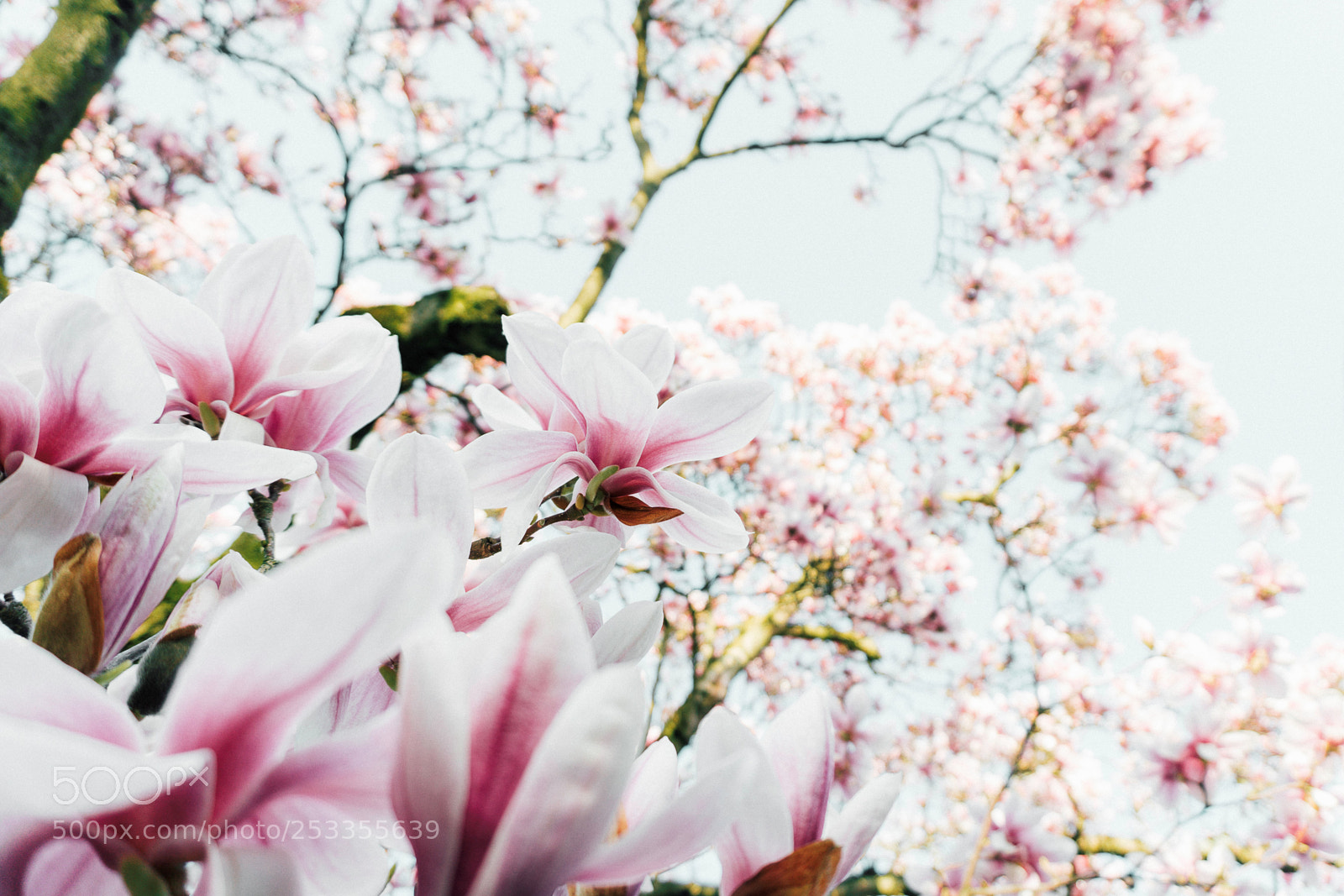Sony a6000 sample photo. Magnolia vibes photography