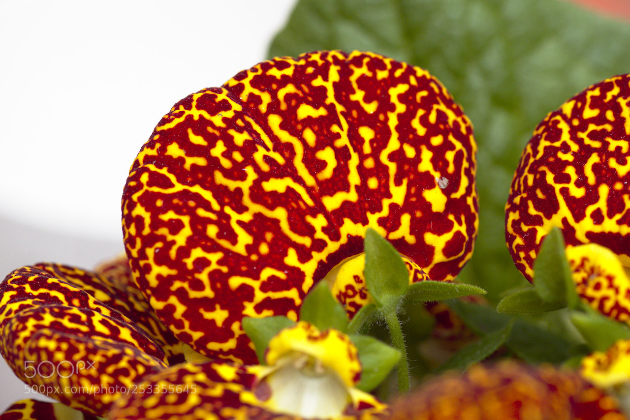 Nikon D5600 sample photo. Calceolaria integrifolia photography