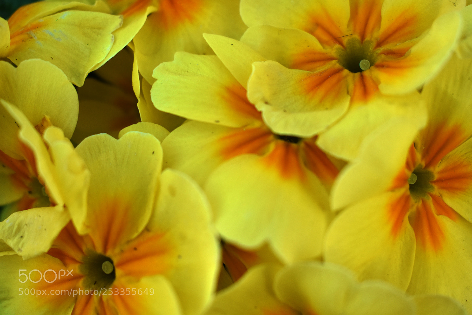 Nikon D3400 sample photo. Yellow flowers photography