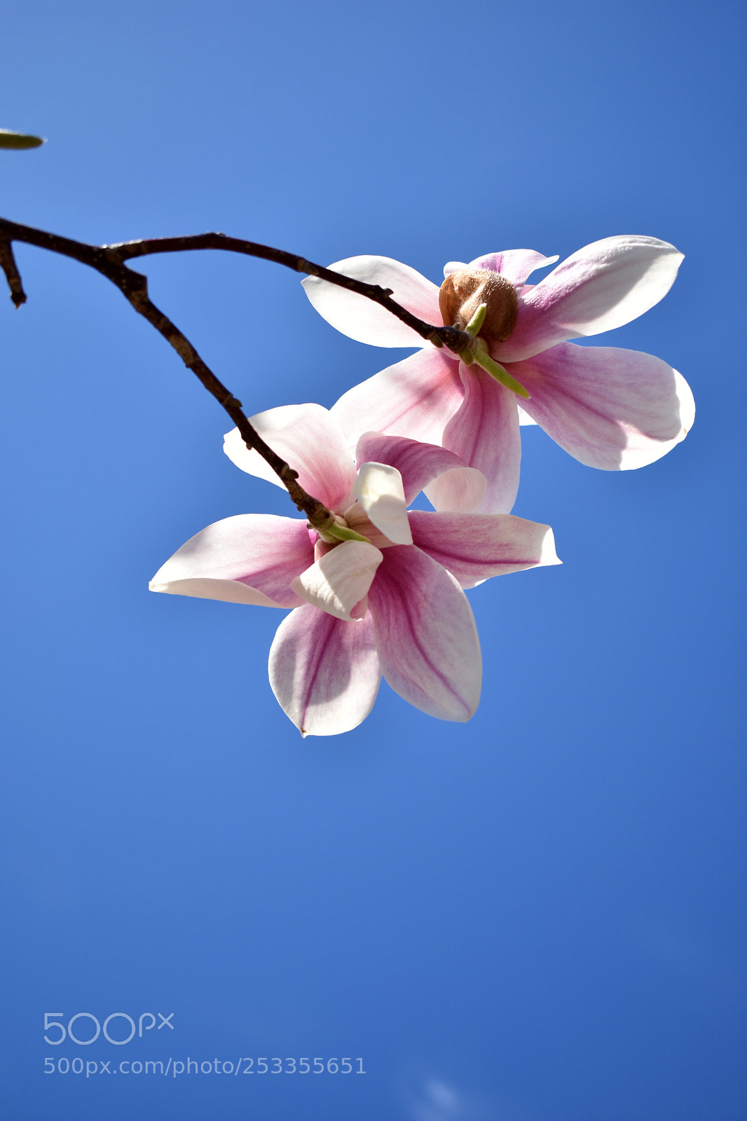 Nikon D3400 sample photo. Pink photography