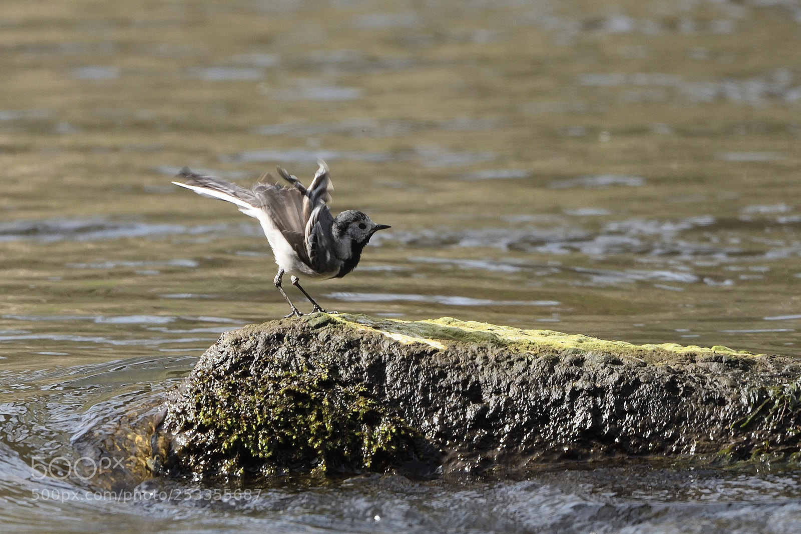 Nikon D750 sample photo. White wagtail (motacilla alba) photography