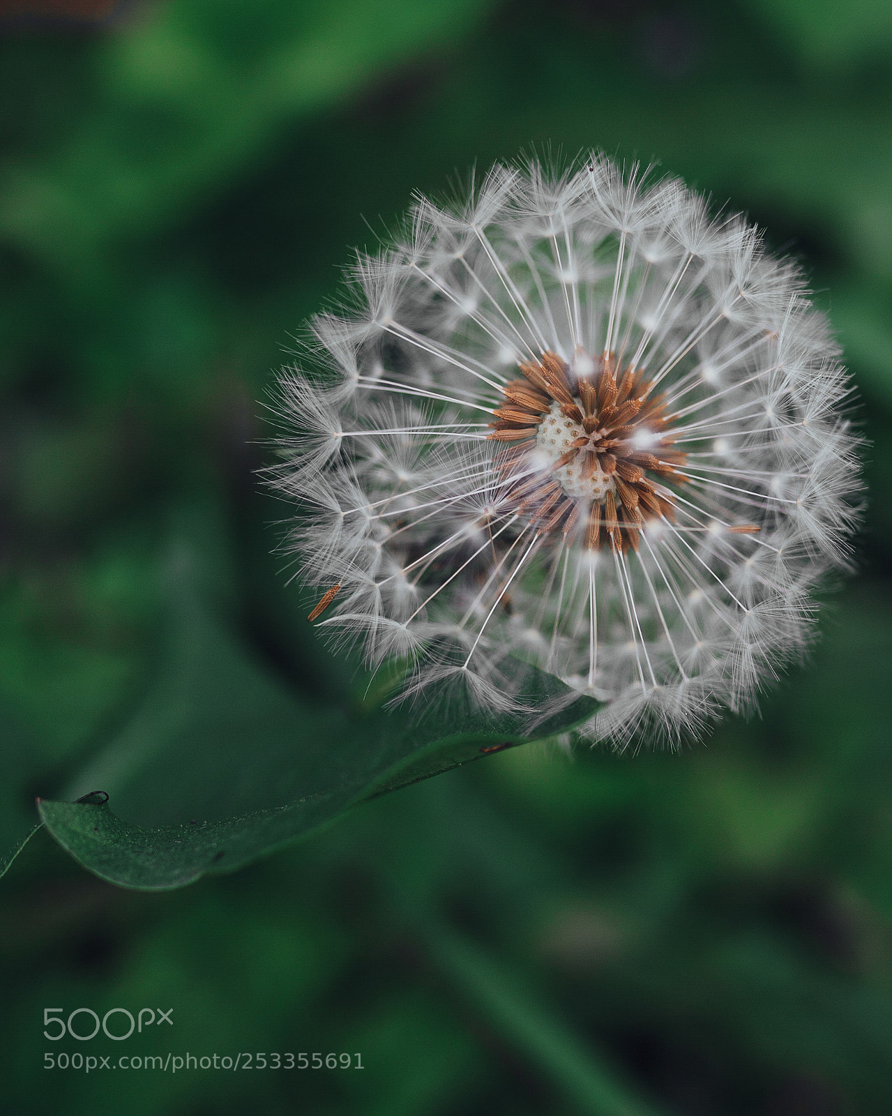 Canon EOS 5D Mark II sample photo. Cosmos photography