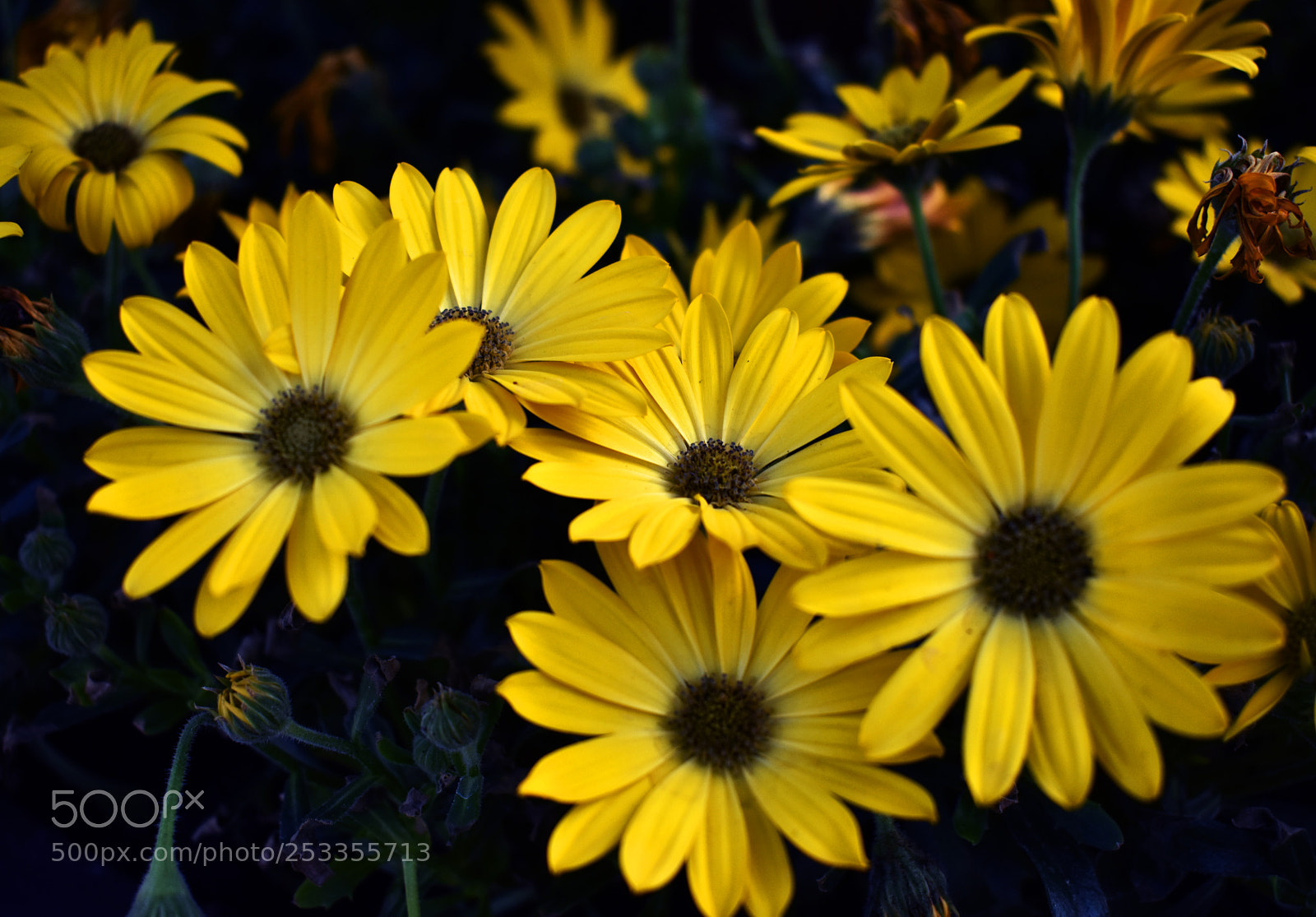 Nikon D3400 sample photo. Petals photography