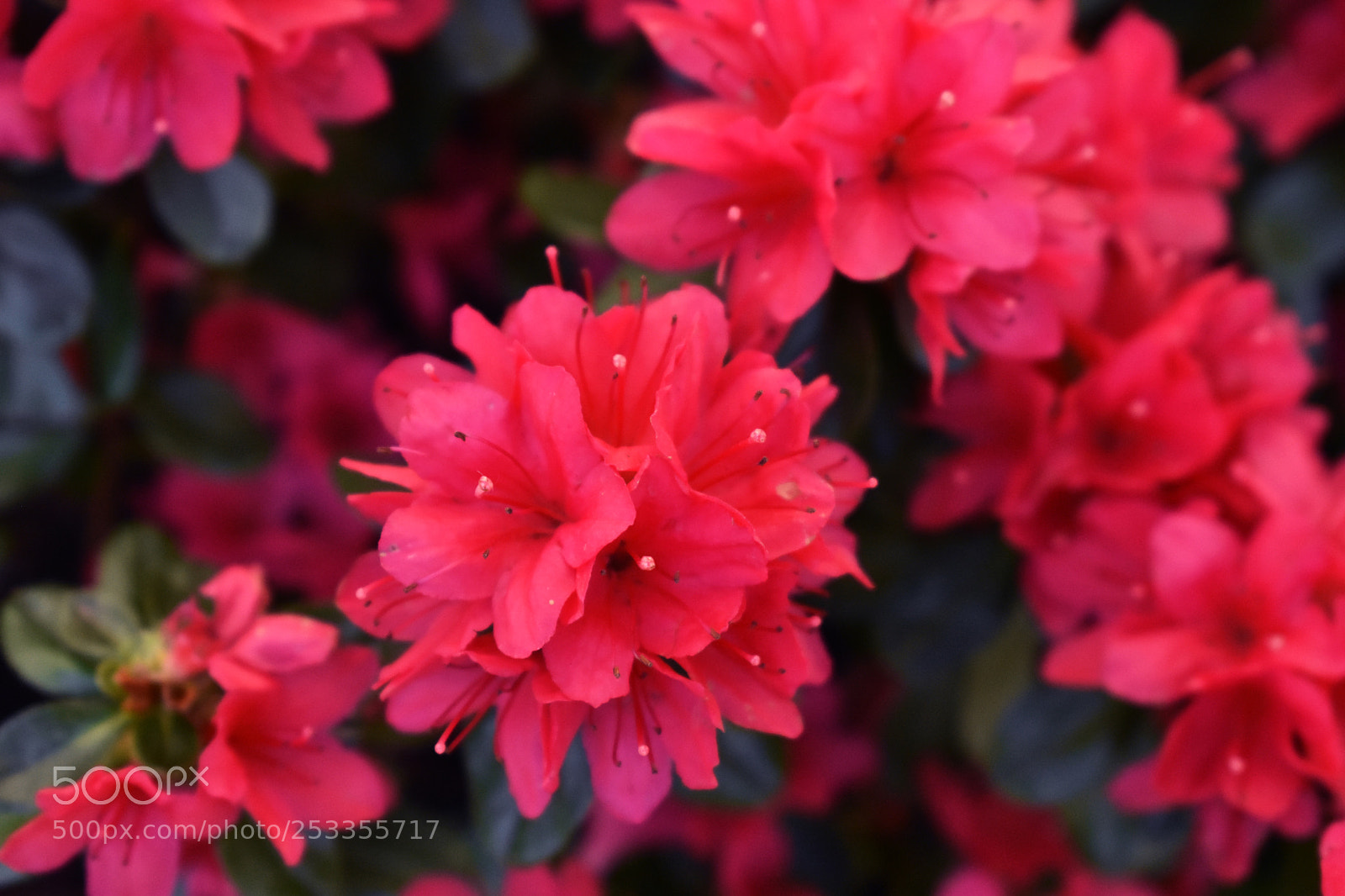 Nikon D3400 sample photo. Bloom photography