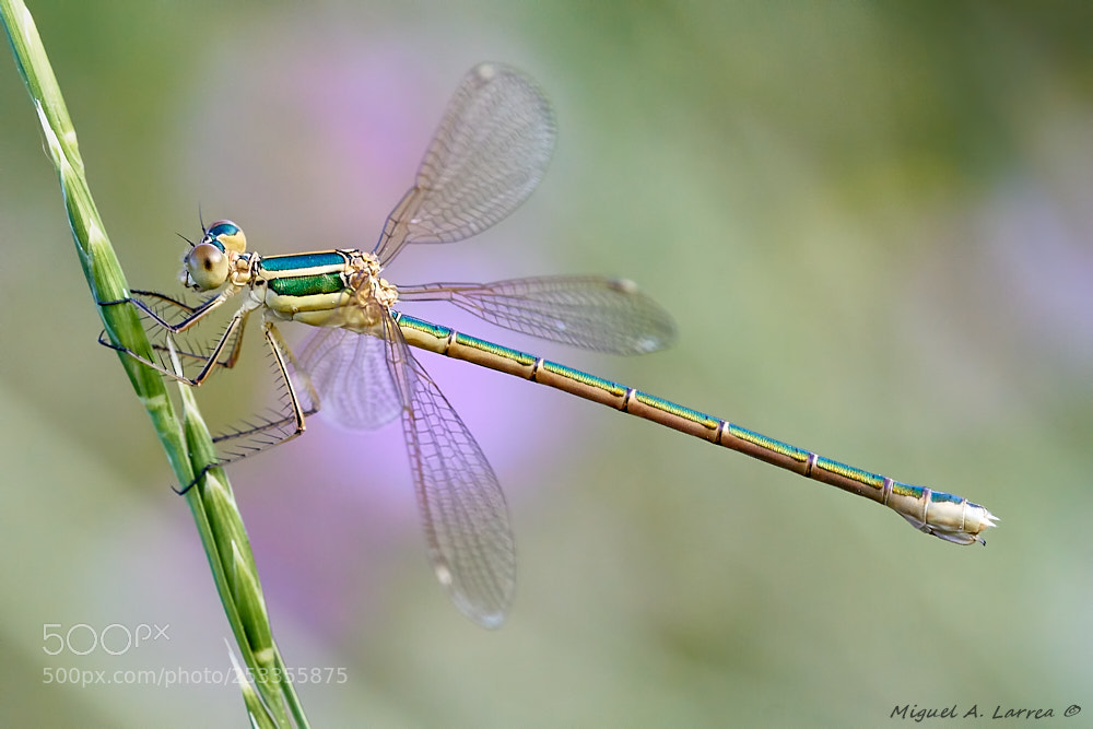 Sony ILCA-77M2 sample photo. Lestes virens photography