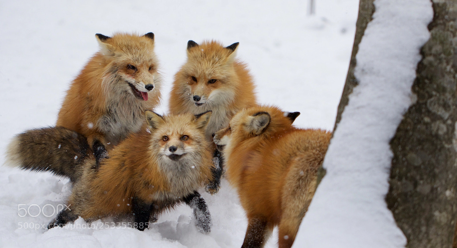 Canon EOS 7D Mark II sample photo. Red fox photography