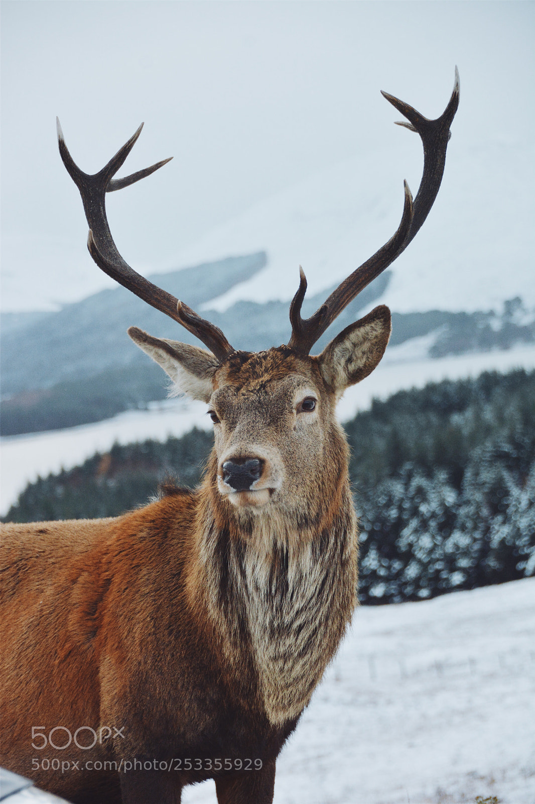 Nikon D7100 sample photo. Majestic photography