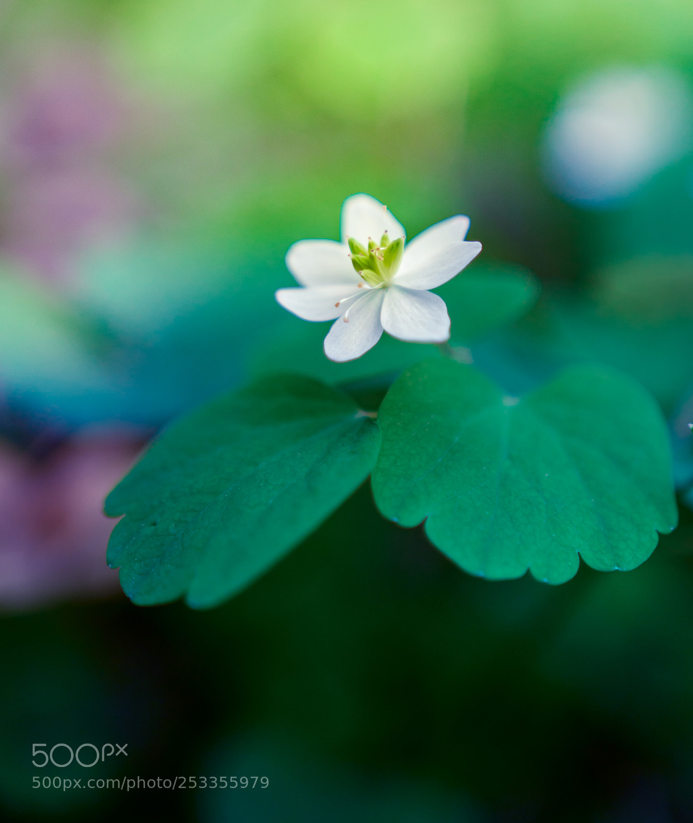 Sony a6300 sample photo. Little white photography