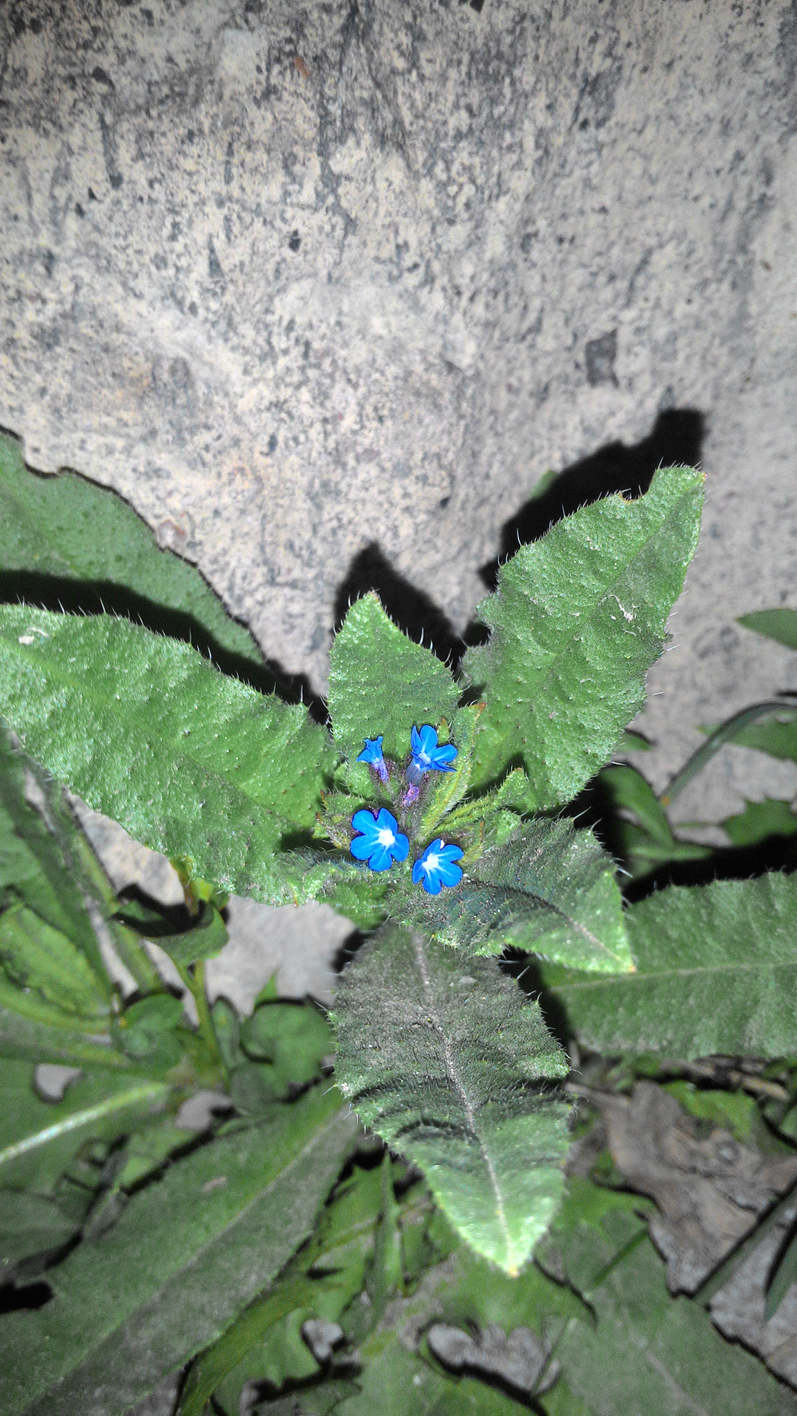 ASUS Z002 sample photo. A blue flower~ photography