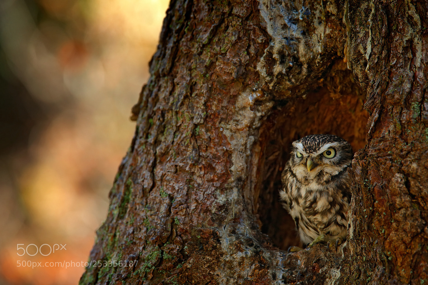 Canon EOS-1D X sample photo. Little owl (athene noctua) photography