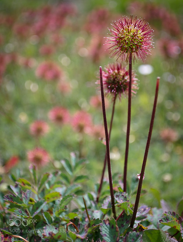 Nikon D5100 sample photo. Ushuaia photography