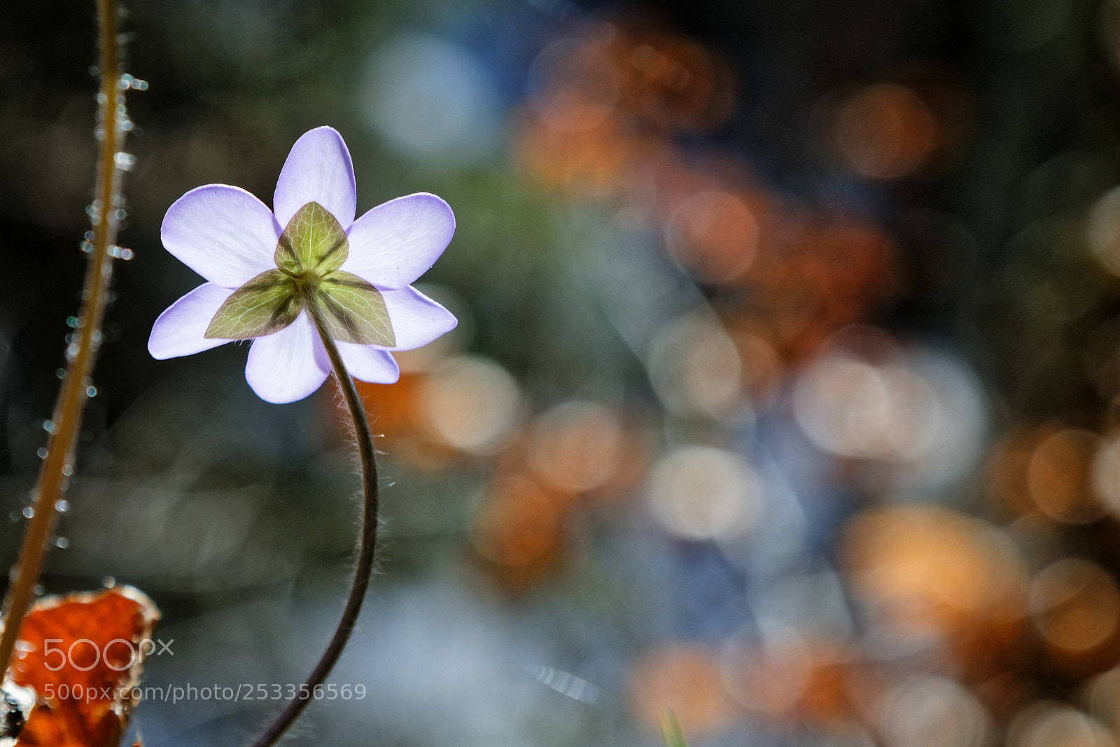 Canon EOS 6D Mark II sample photo. Bright photography