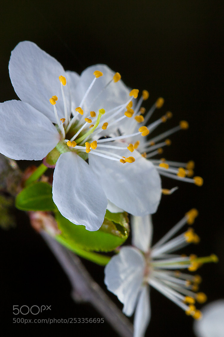 Canon EOS 5D Mark II sample photo. Beauty photography