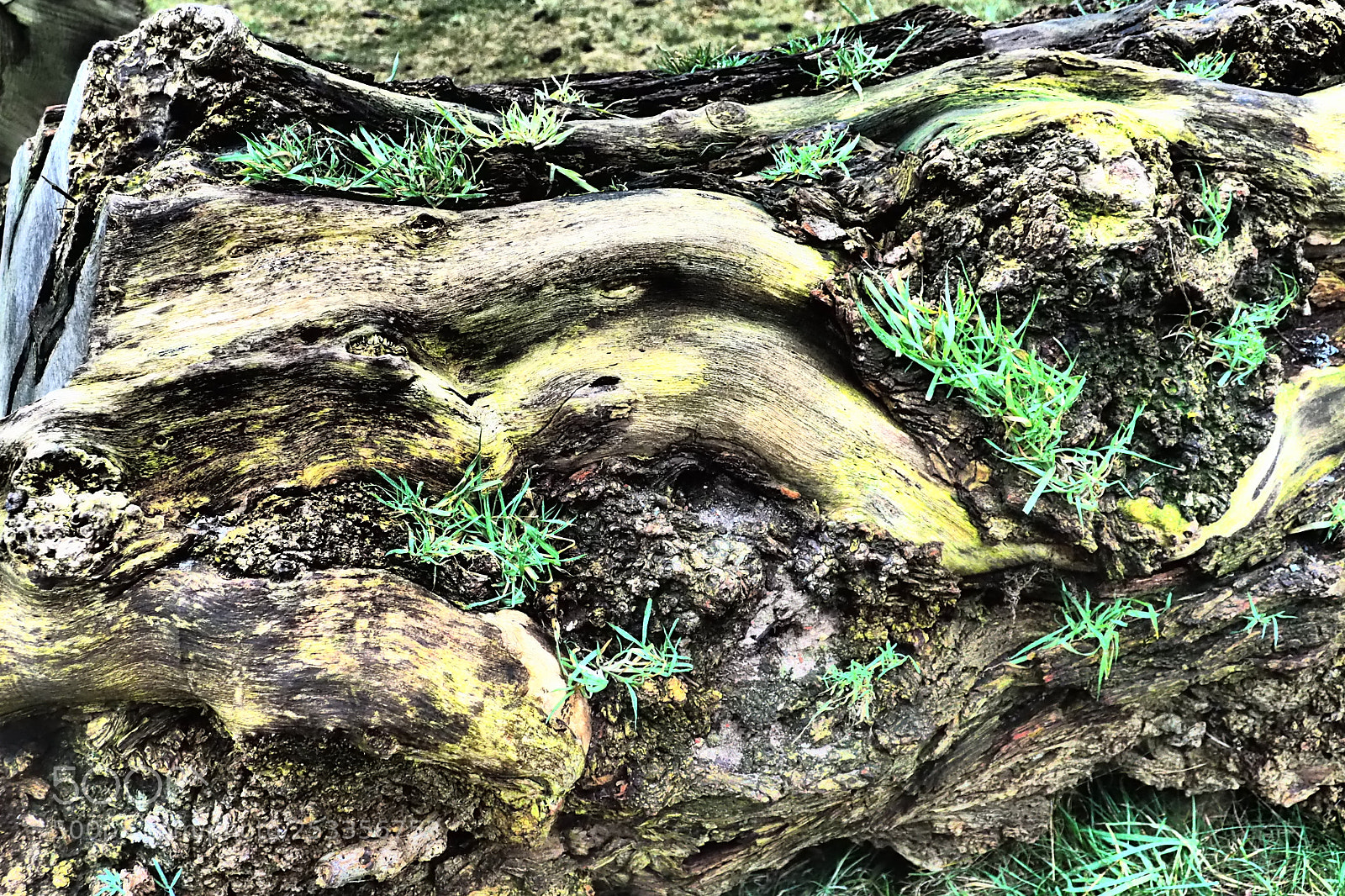 Olympus OM-D E-M5 II sample photo. Tree structure photography